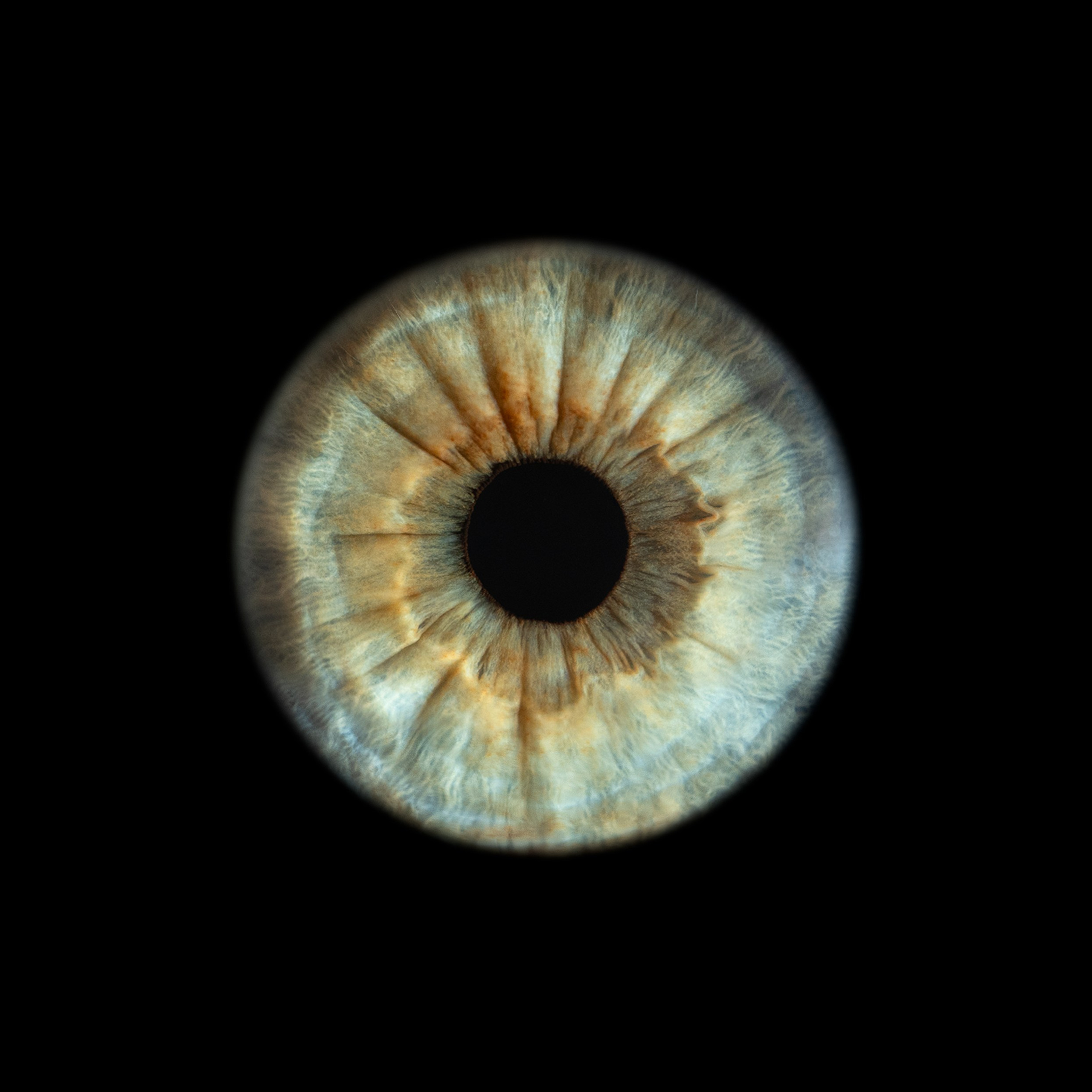 Портфолио — Галерея макрофотографий радужек глаза от Ojo Art, Севастополь. Фотостудия макросъёмки радужки глаз в Севастополе «Ojo art»