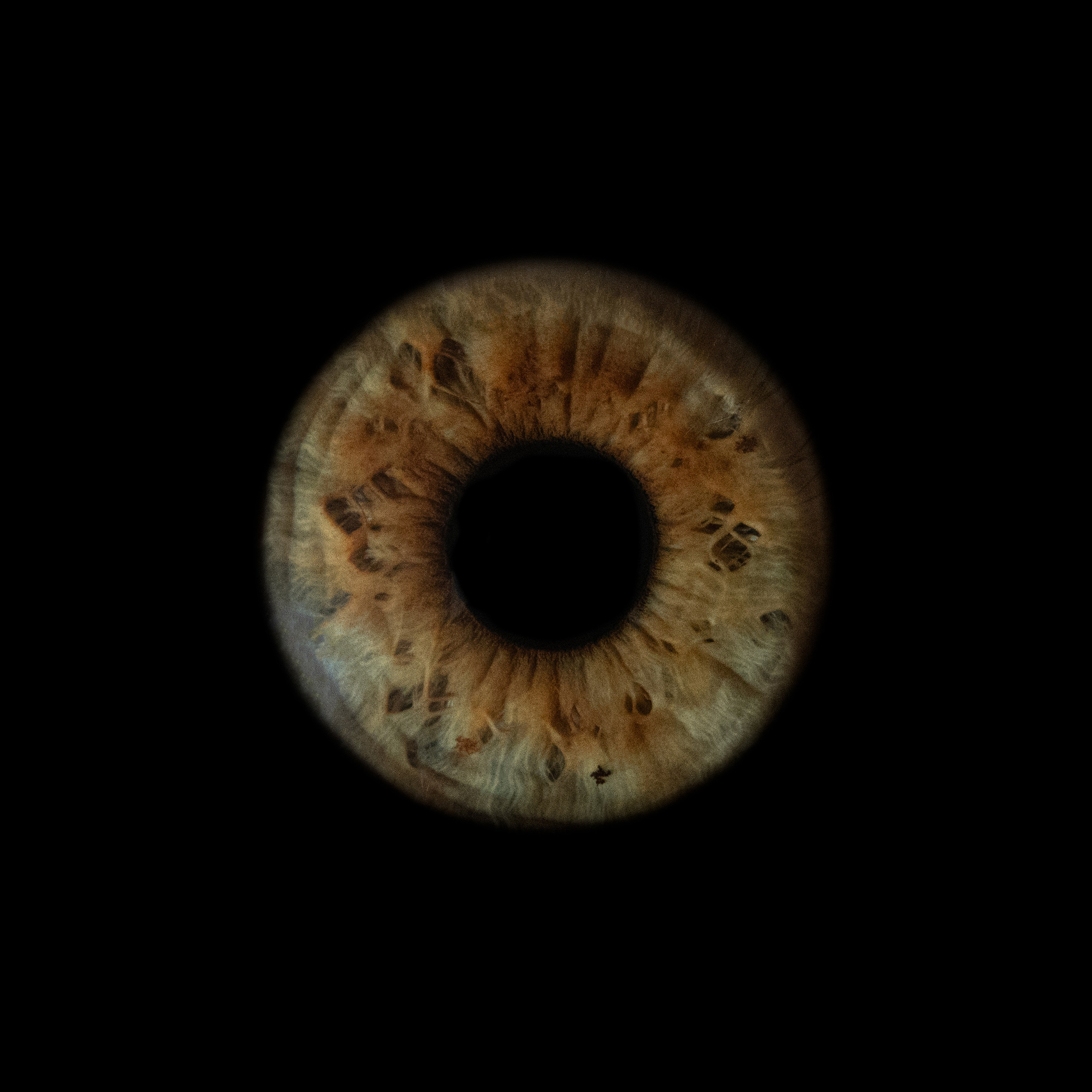 Портфолио — Галерея макрофотографий радужек глаза от Ojo Art, Севастополь. Фотостудия макросъёмки радужки глаз в Севастополе «Ojo art»