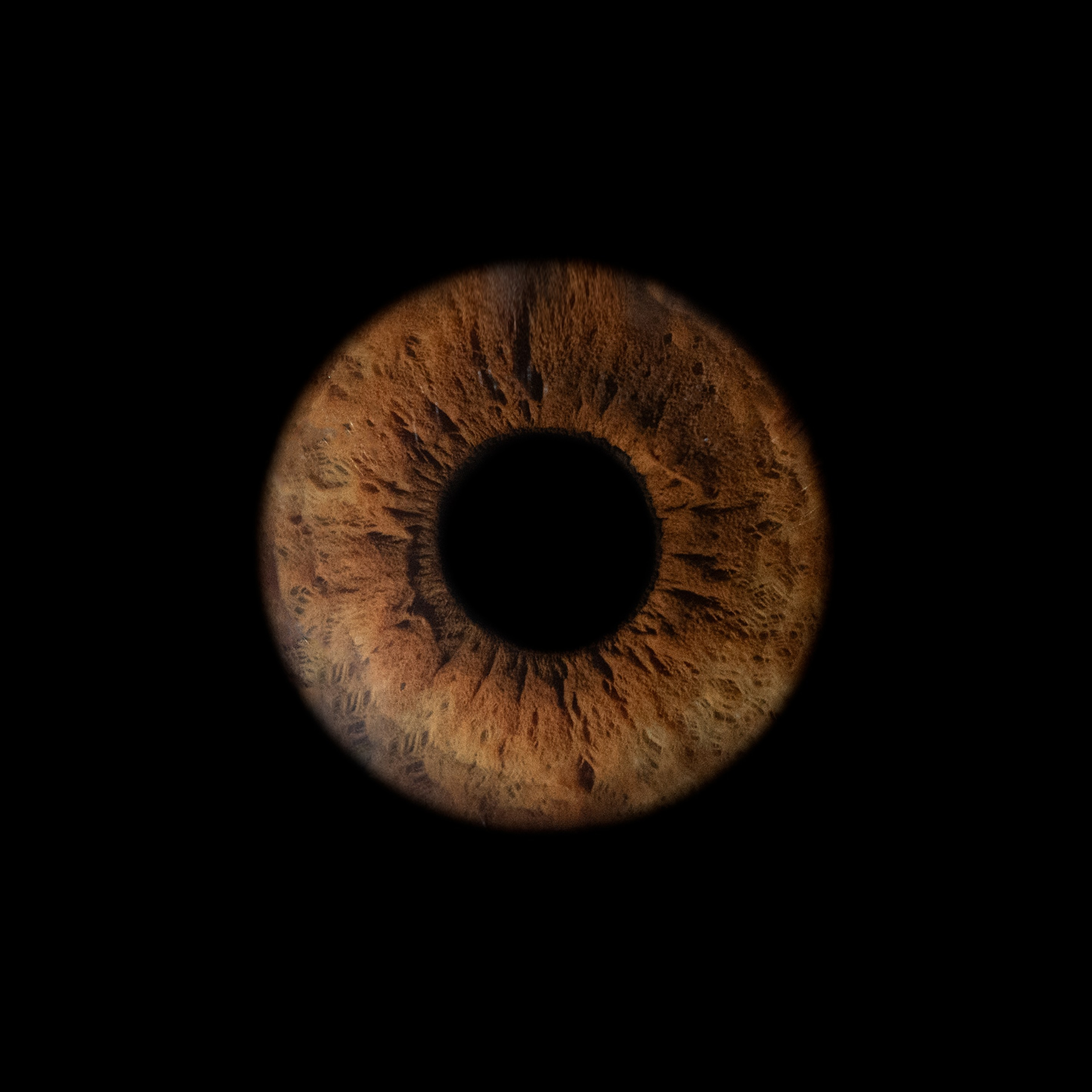 Портфолио — Галерея макрофотографий радужек глаза от Ojo Art, Севастополь. Фотостудия макросъёмки радужки глаз в Севастополе «Ojo art»