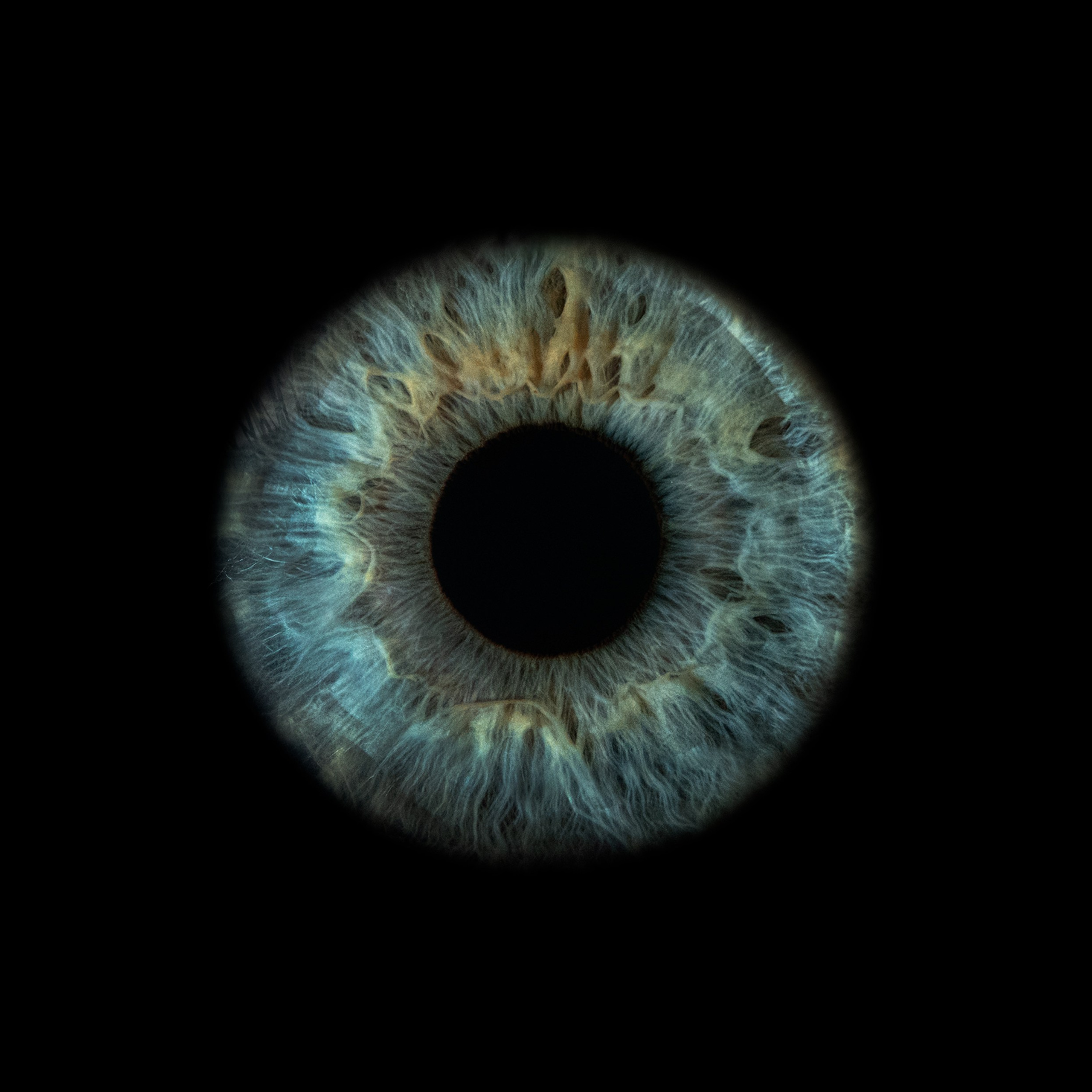 Портфолио — Галерея макрофотографий радужек глаза от Ojo Art, Севастополь. Фотостудия макросъёмки радужки глаз в Севастополе «Ojo art»