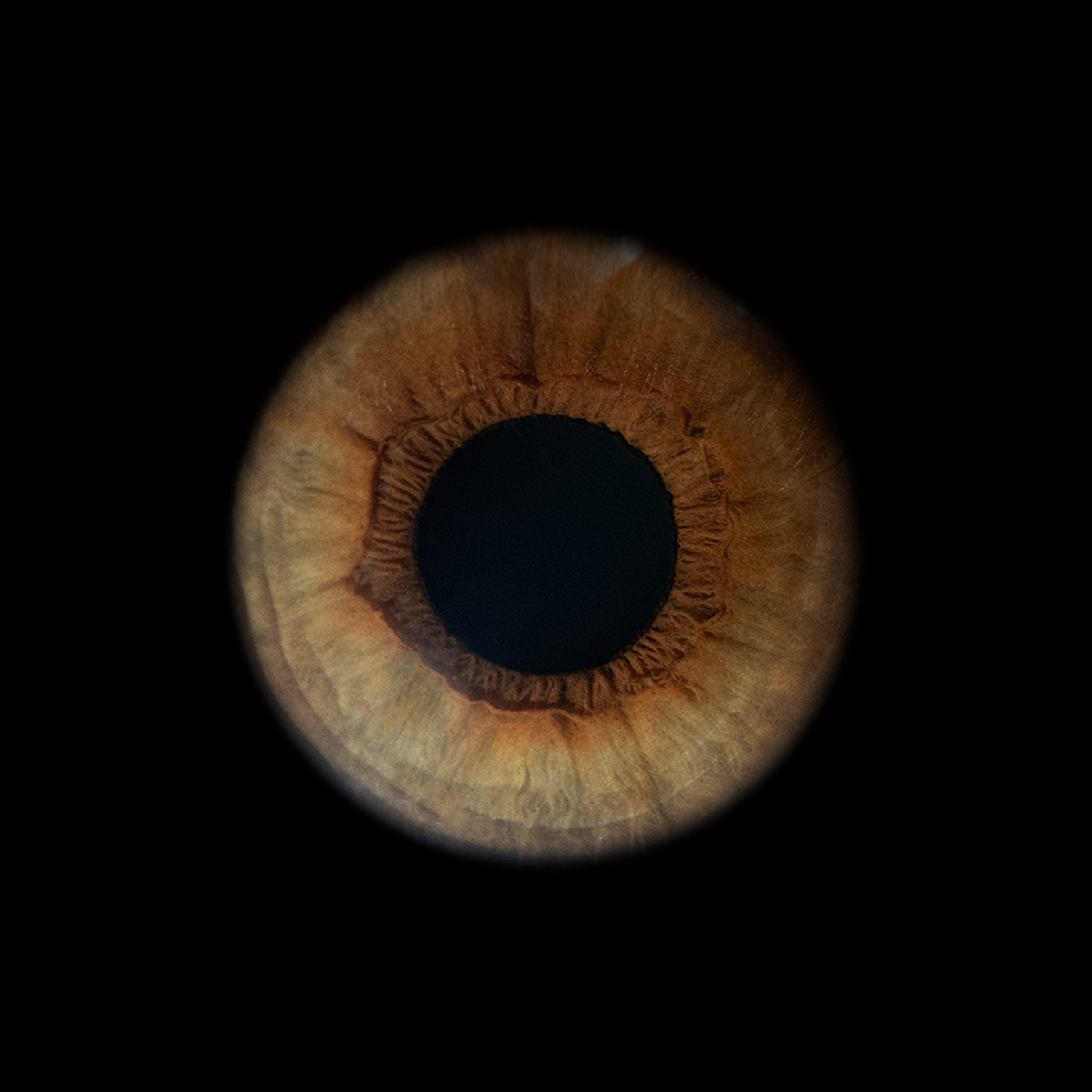 Портфолио — Галерея макрофотографий радужек глаза от Ojo Art, Севастополь. Фотостудия макросъёмки радужки глаз в Севастополе «Ojo art»