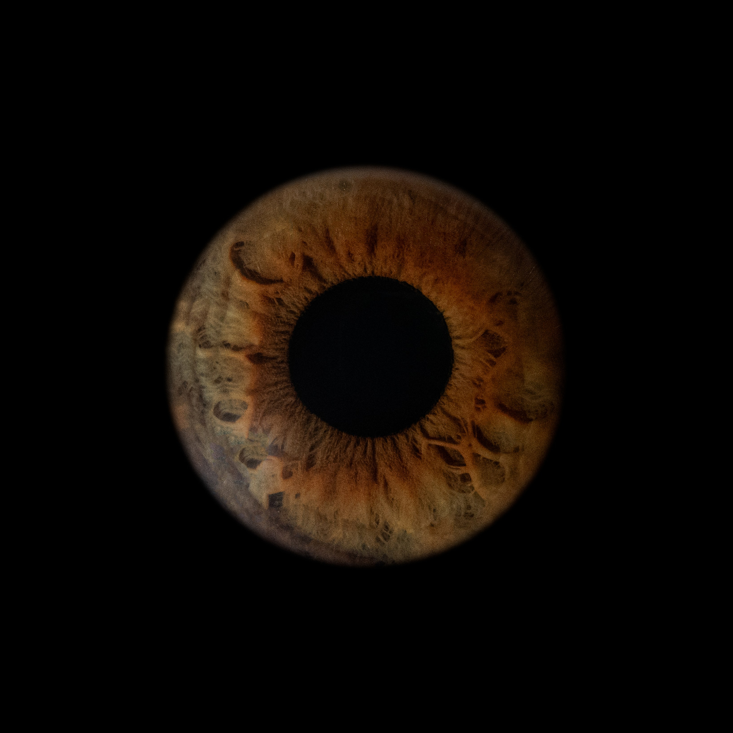 Портфолио — Галерея макрофотографий радужек глаза от Ojo Art, Севастополь. Фотостудия макросъёмки радужки глаз в Севастополе «Ojo art»