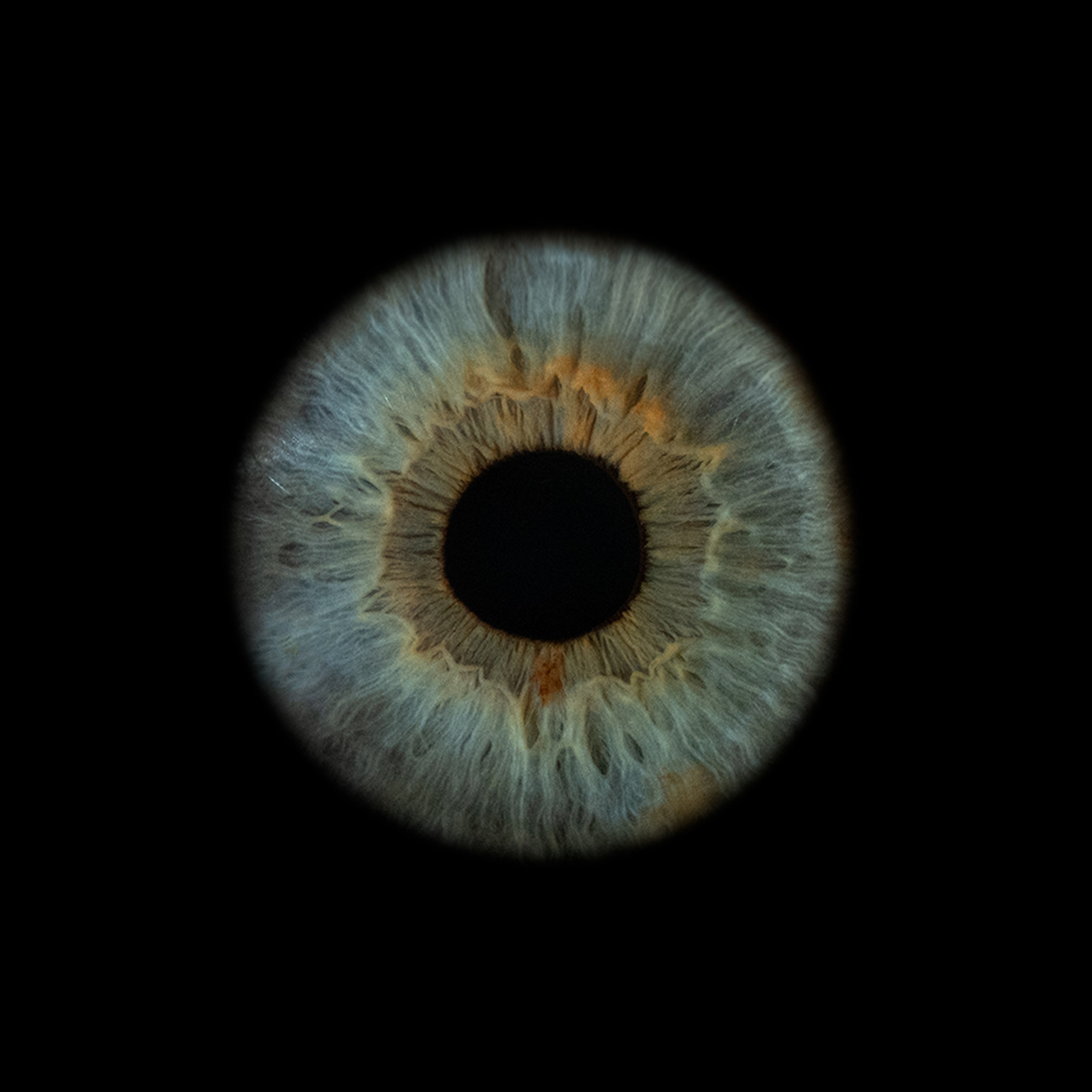 Портфолио — Галерея макрофотографий радужек глаза от Ojo Art, Севастополь. Фотостудия макросъёмки радужки глаз в Севастополе «Ojo art»