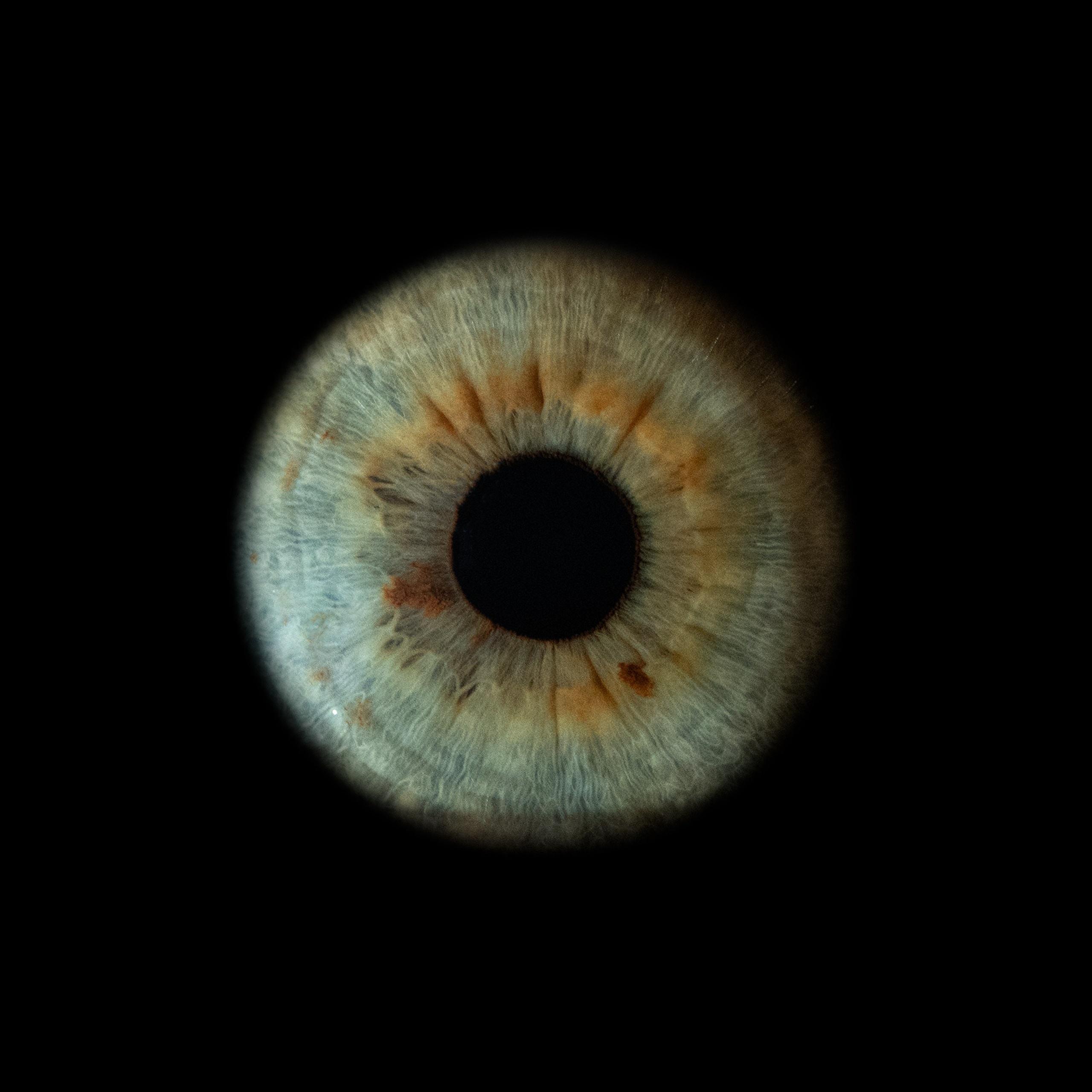 Портфолио — Галерея макрофотографий радужек глаза от Ojo Art, Севастополь. Фотостудия макросъёмки радужки глаз в Севастополе «Ojo art»