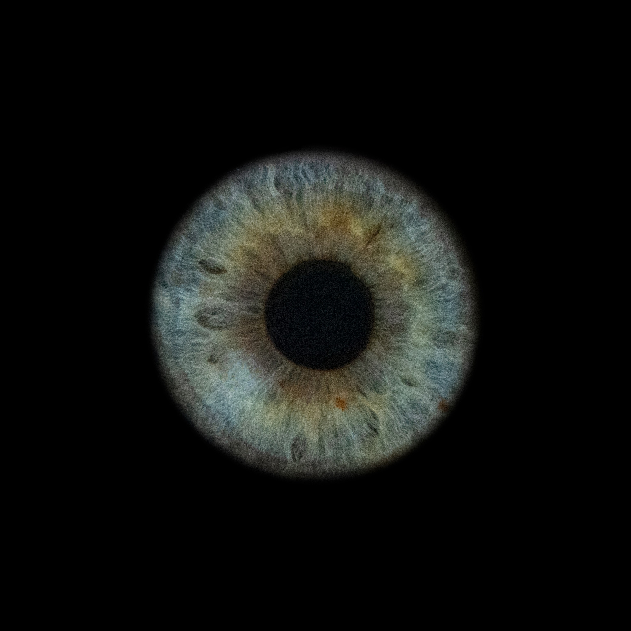 Портфолио — Галерея макрофотографий радужек глаза от Ojo Art, Севастополь. Фотостудия макросъёмки радужки глаз в Севастополе «Ojo art»