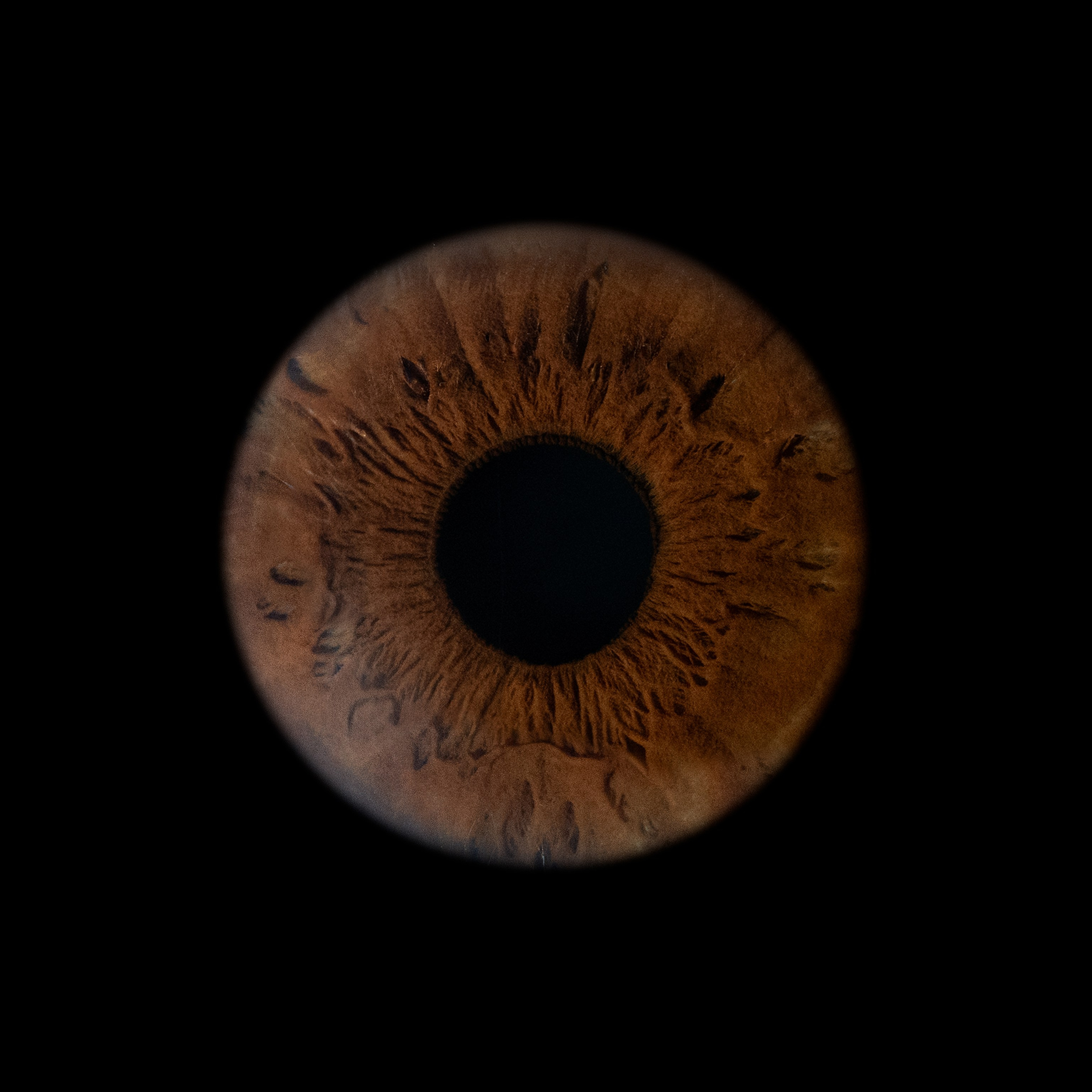 Портфолио — Галерея макрофотографий радужек глаза от Ojo Art, Севастополь. Фотостудия макросъёмки радужки глаз в Севастополе «Ojo art»