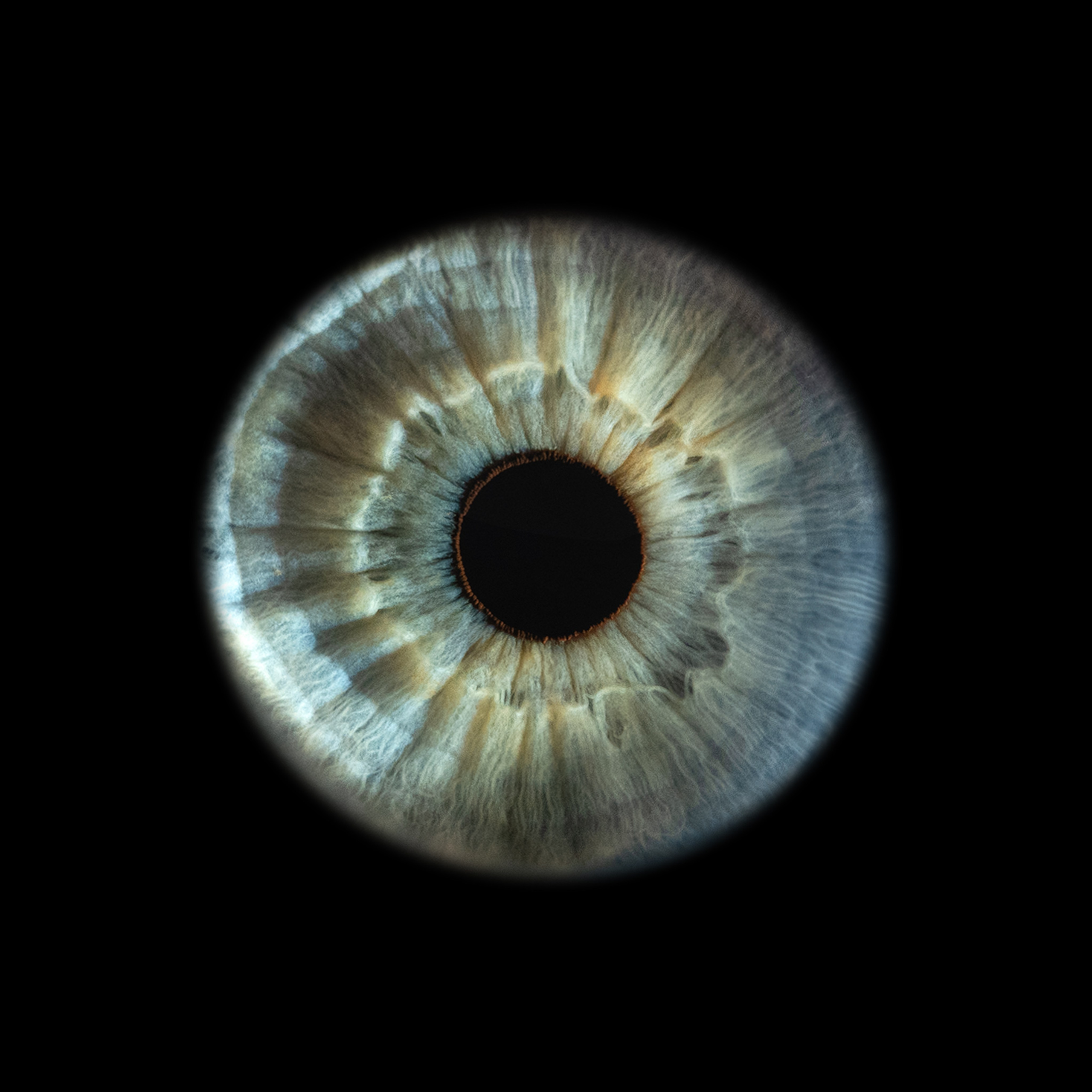 Ojo NEWS. Фотостудия макросъёмки радужки глаз в Севастополе «Ojo art»