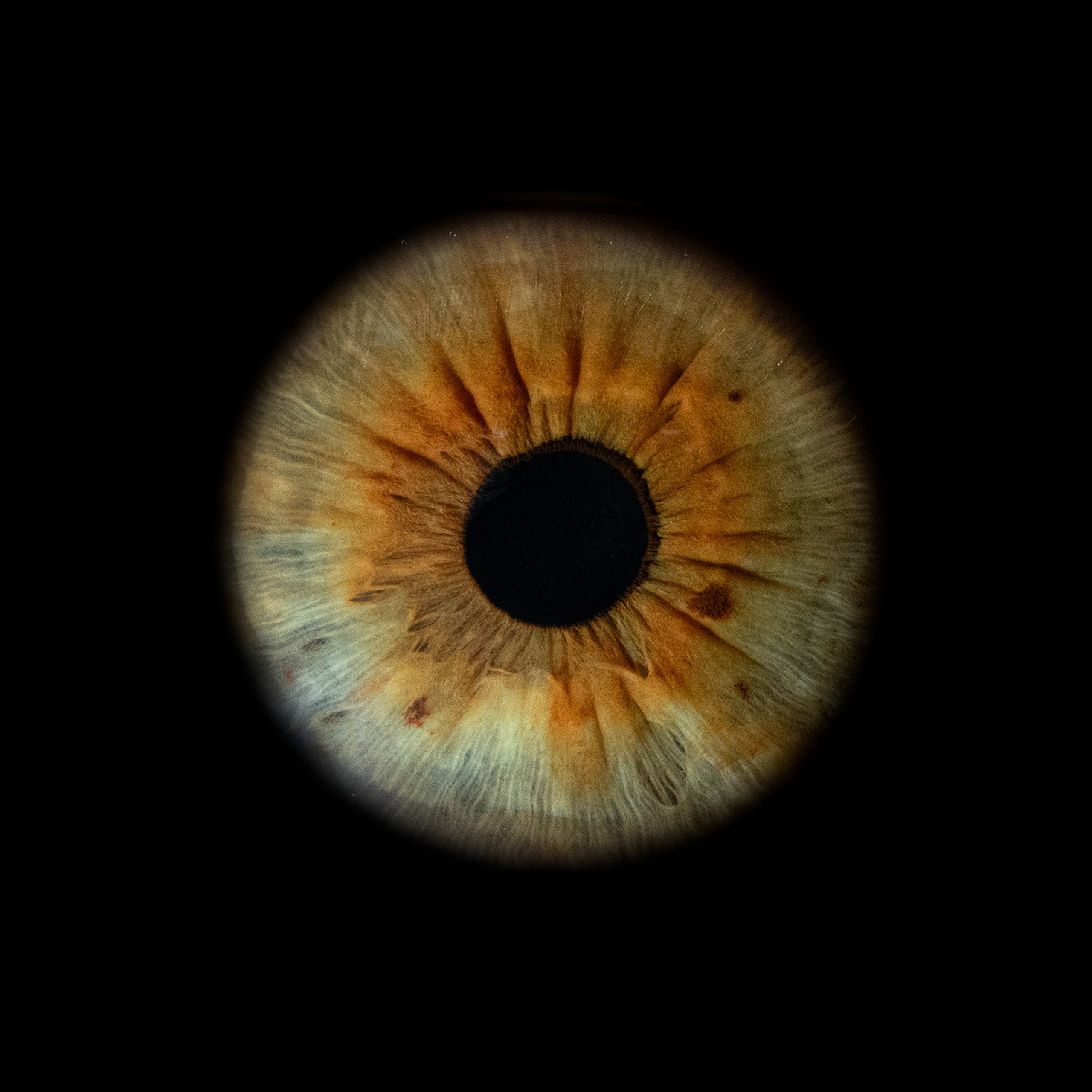 Портфолио — Галерея макрофотографий радужек глаза от Ojo Art, Севастополь. Фотостудия макросъёмки радужки глаз в Севастополе «Ojo art»