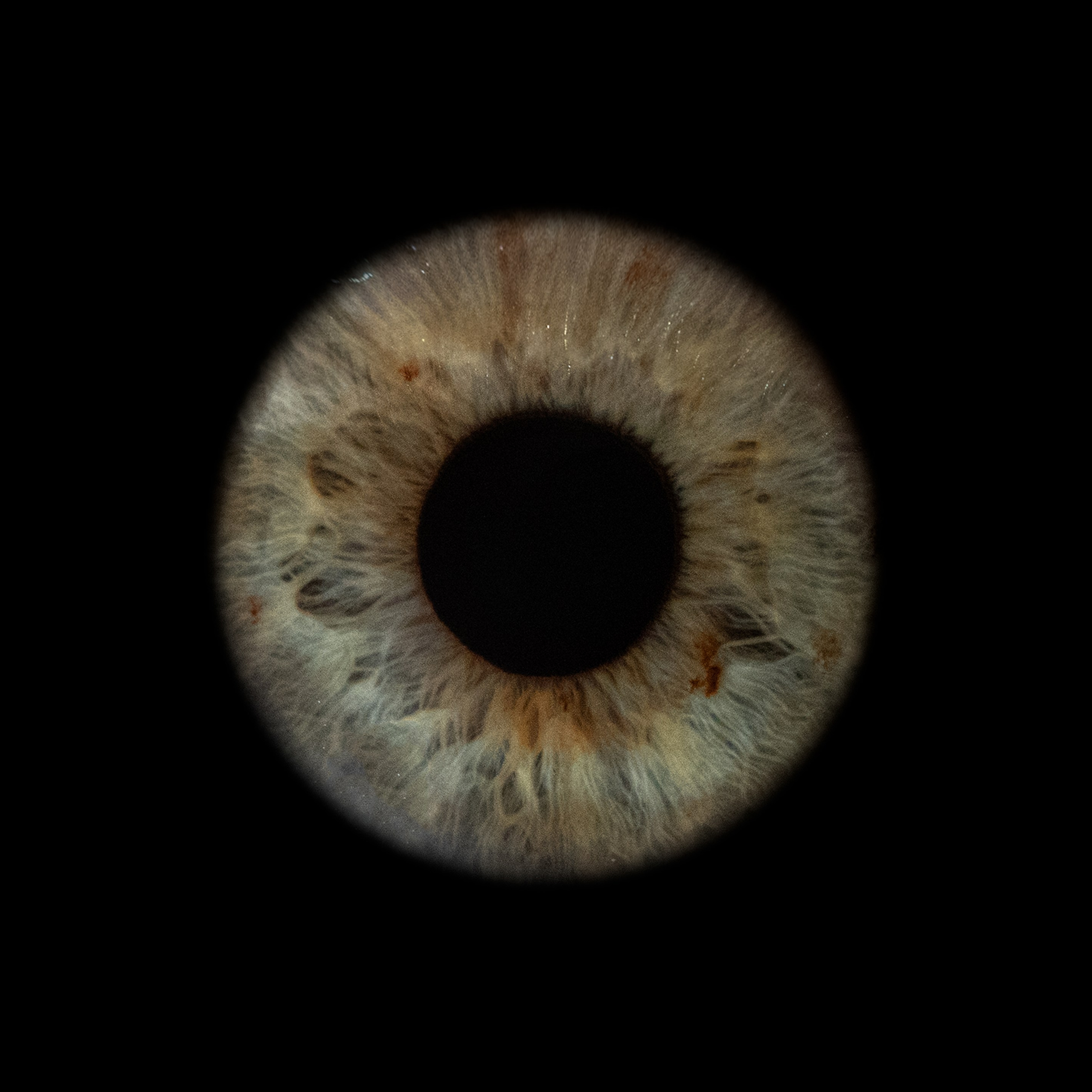 Портфолио — Галерея макрофотографий радужек глаза от Ojo Art, Севастополь. Фотостудия макросъёмки радужки глаз в Севастополе «Ojo art»