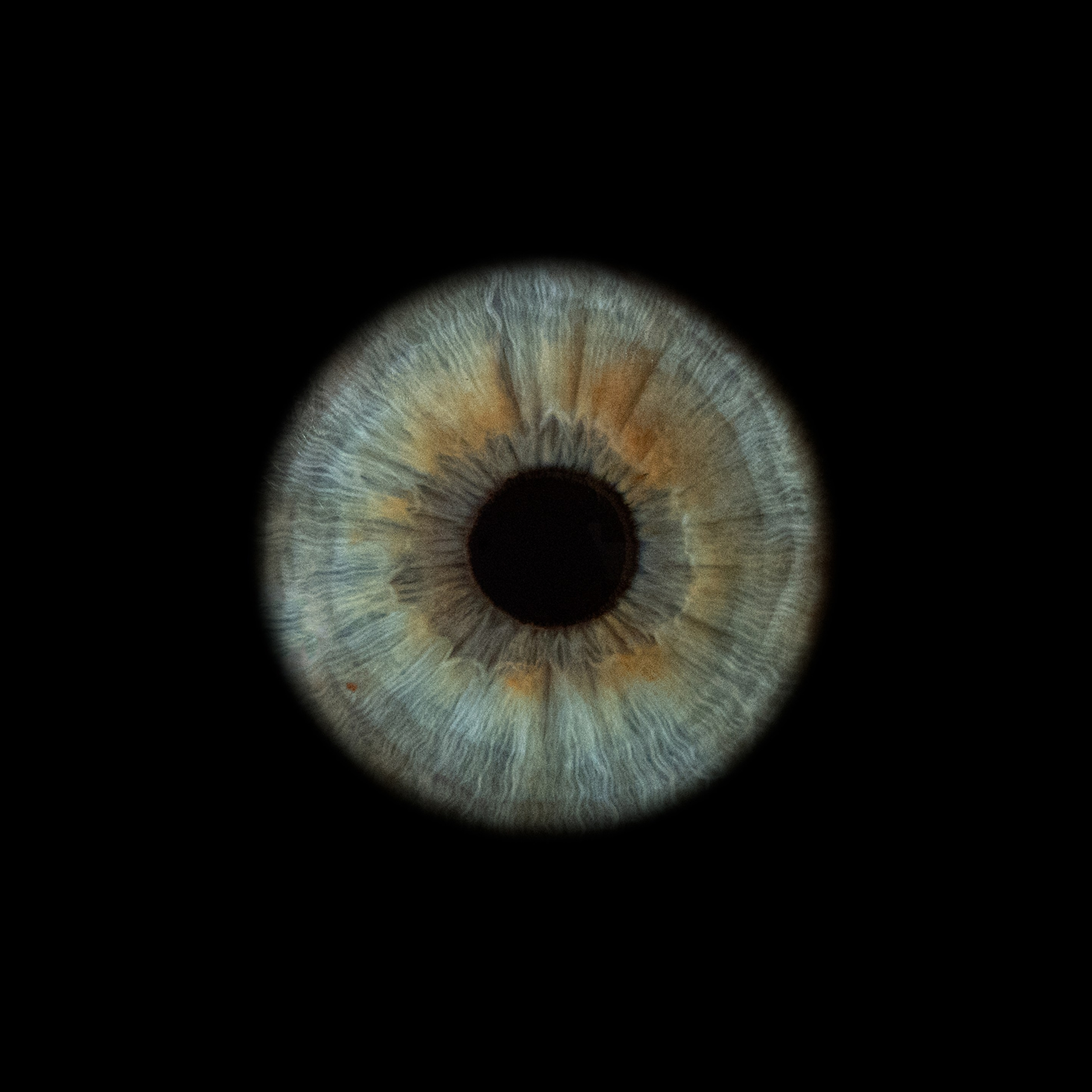 Портфолио — Галерея макрофотографий радужек глаза от Ojo Art, Севастополь. Фотостудия макросъёмки радужки глаз в Севастополе «Ojo art»