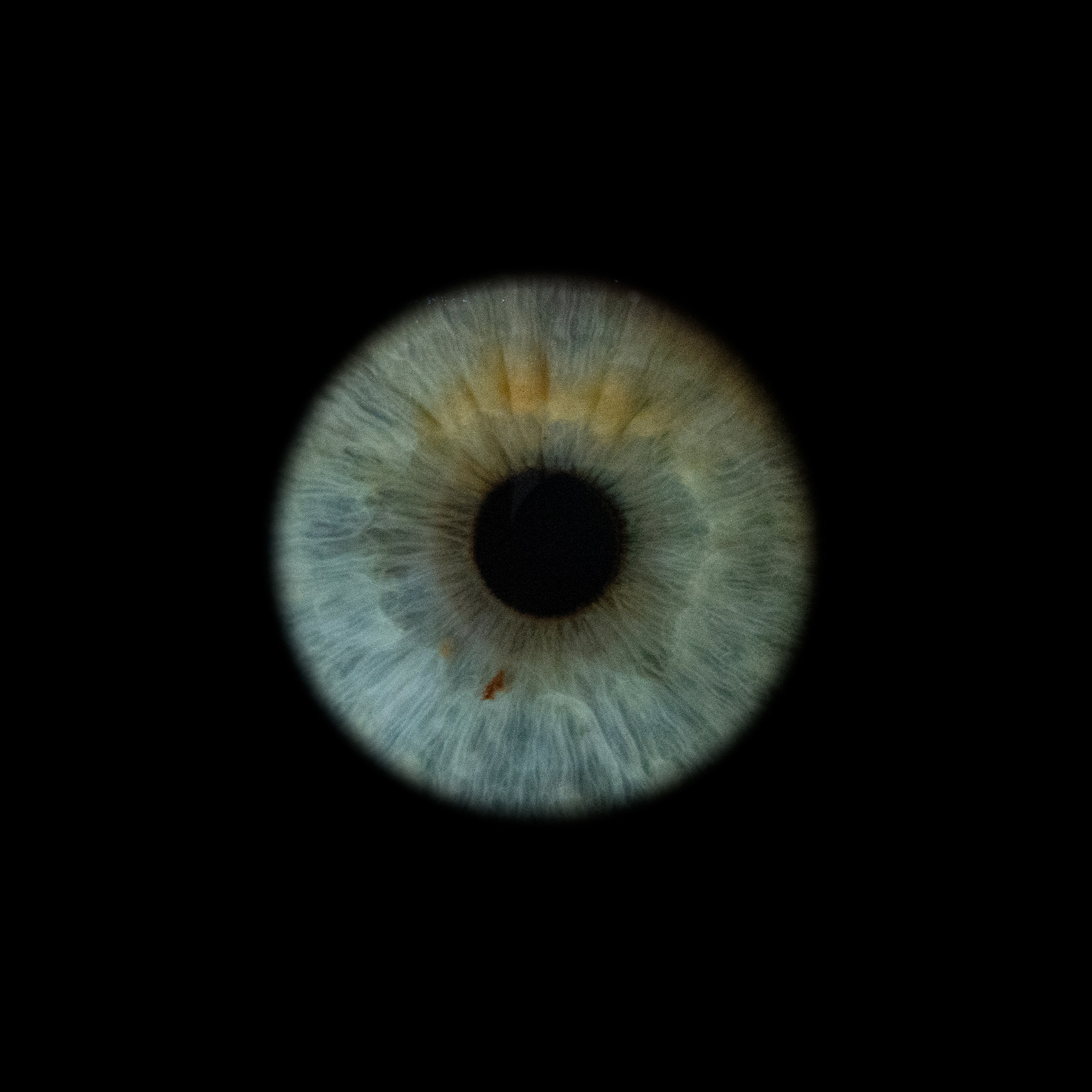 Портфолио — Галерея макрофотографий радужек глаза от Ojo Art, Севастополь. Фотостудия макросъёмки радужки глаз в Севастополе «Ojo art»