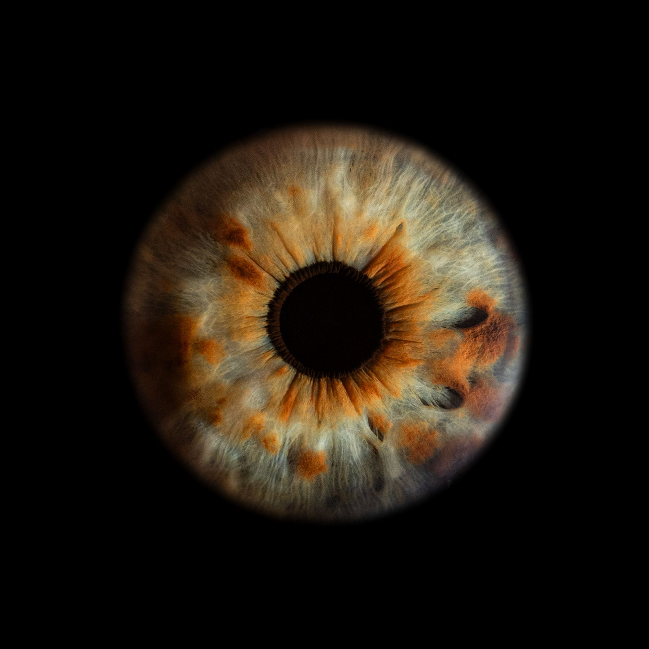 Ojo NEWS. Фотостудия макросъёмки радужки глаз в Севастополе «Ojo art»