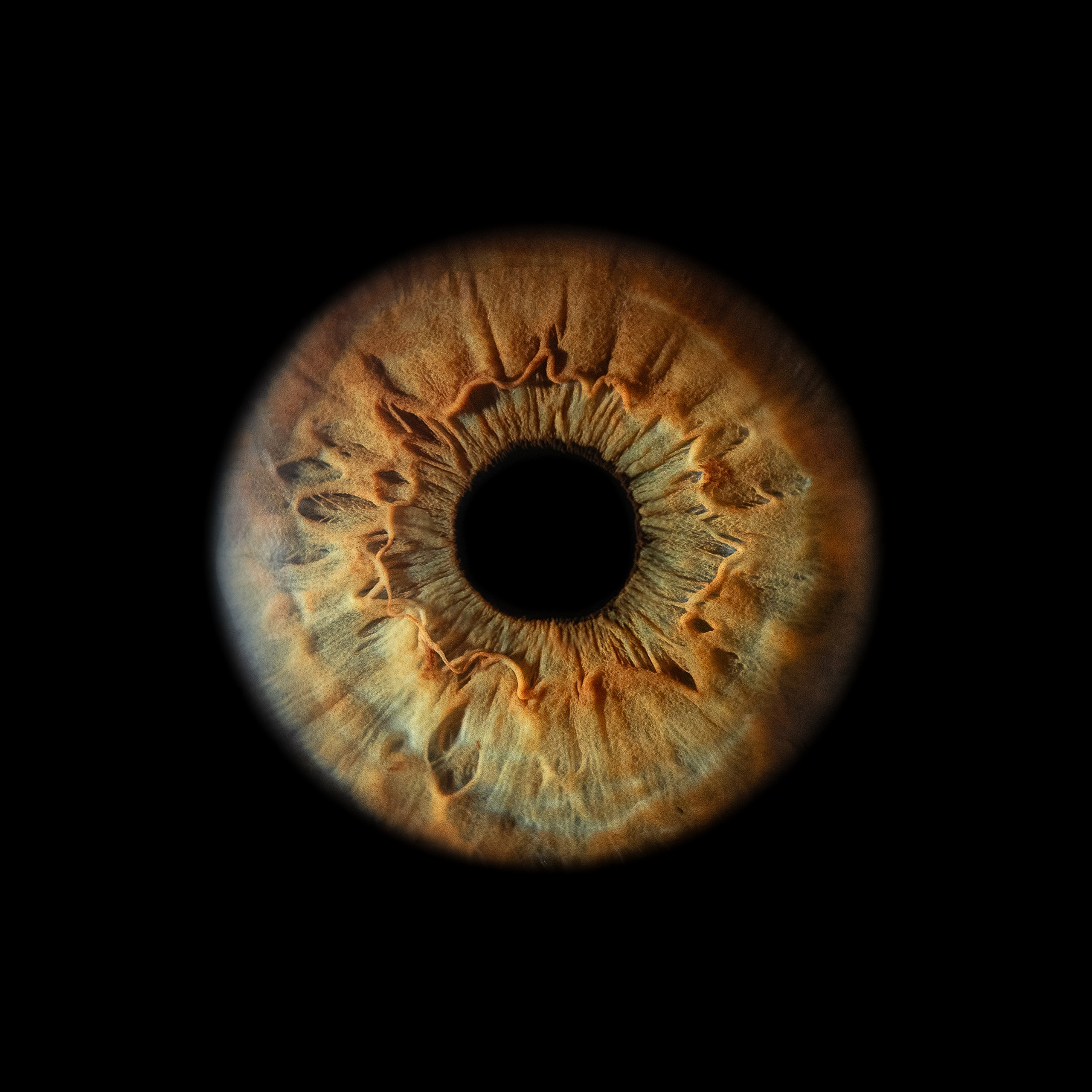 Ojo NEWS. Фотостудия макросъёмки радужки глаз в Севастополе «Ojo art»