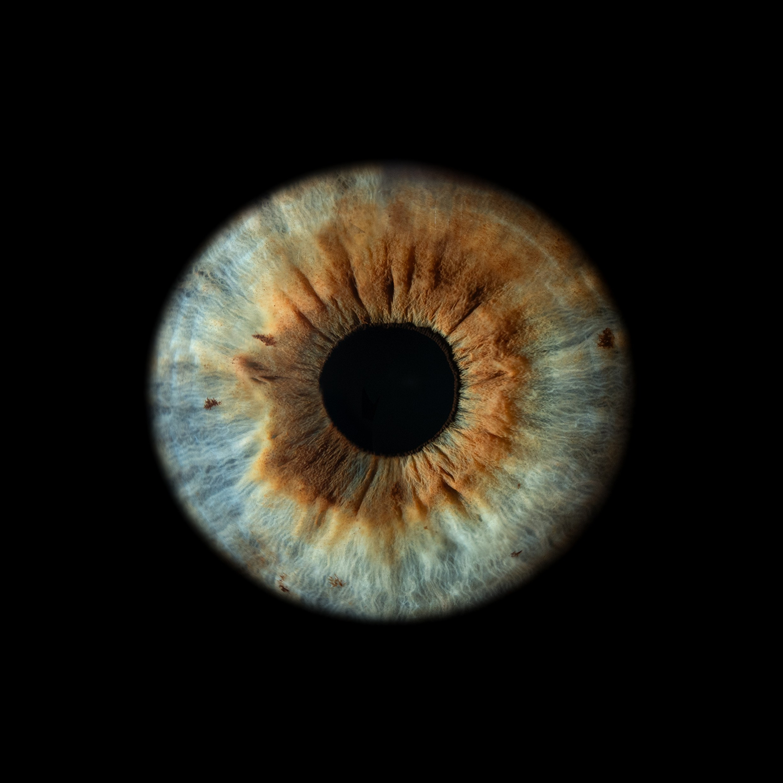 Портфолио — Галерея макрофотографий радужек глаза от Ojo Art, Севастополь. Фотостудия макросъёмки радужки глаз в Севастополе «Ojo art»