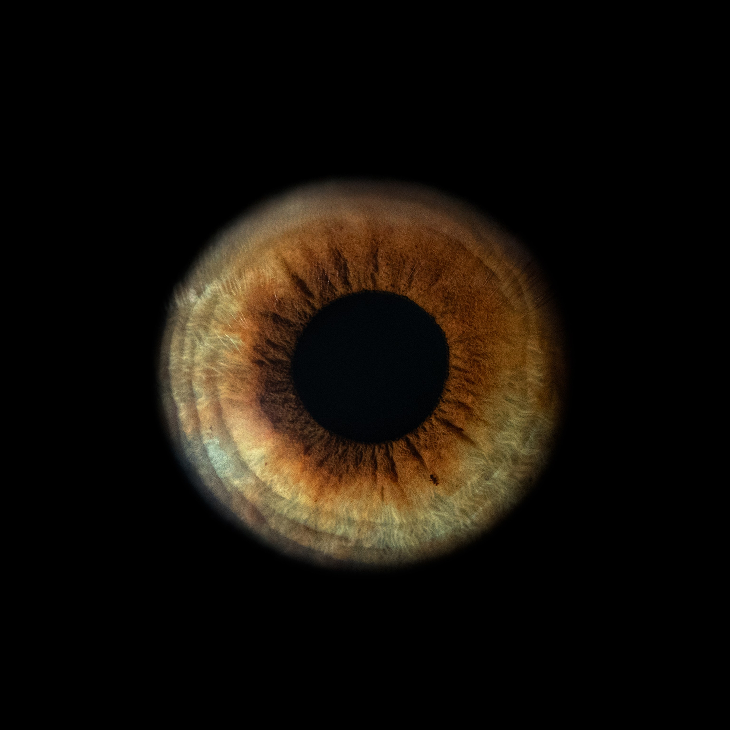 Фото радужки глаза, Севастополь, Ojo Art , фото студия радужки глаза в Крыму.