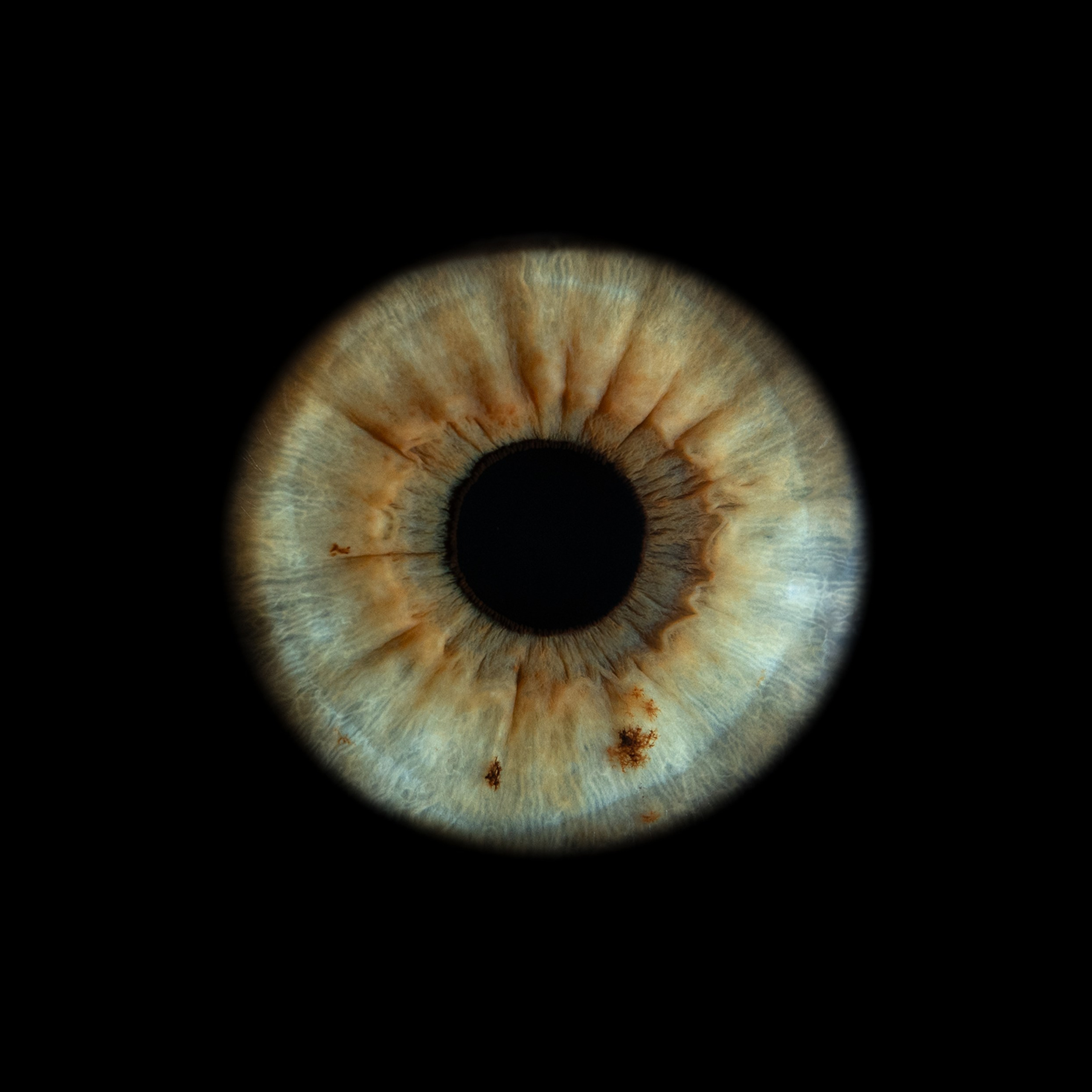 Портфолио — Галерея макрофотографий радужек глаза от Ojo Art, Севастополь. Фотостудия макросъёмки радужки глаз в Севастополе «Ojo art»