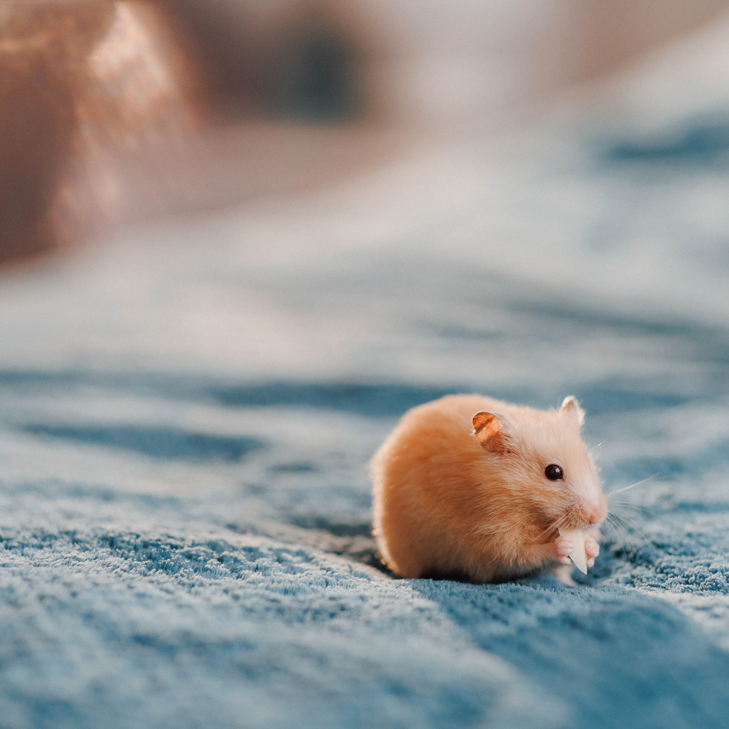 Отзывы. Семейный, свадебный и персональный фотограф в Вологде Виктория Долгопо
