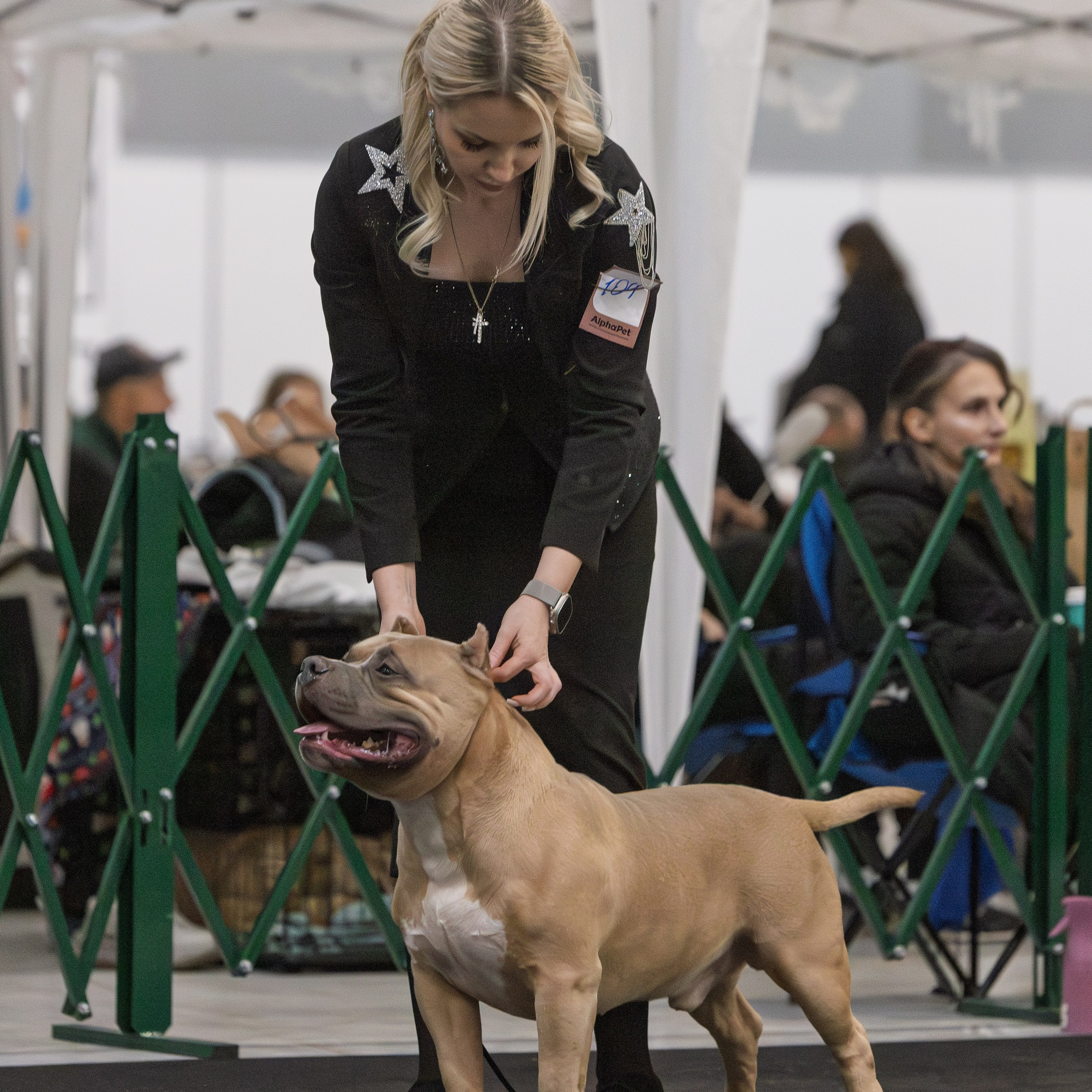 Фотогалерея. SANGRES FRESCA | Питомник американских булли в Московской области