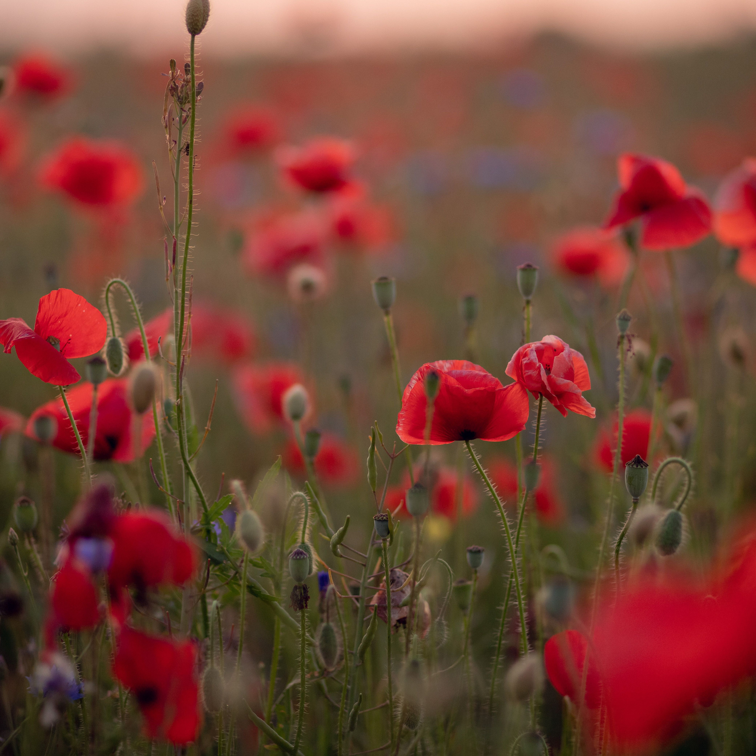 Отзывы. Семейный фотограф в Минске Елена Филич