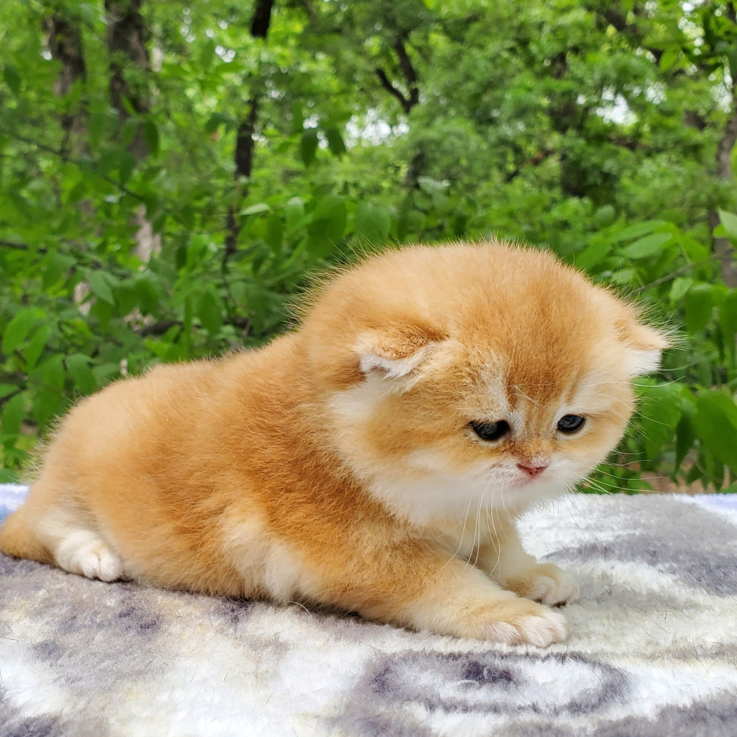 Sonya, female, DB- 03.31.25, sold