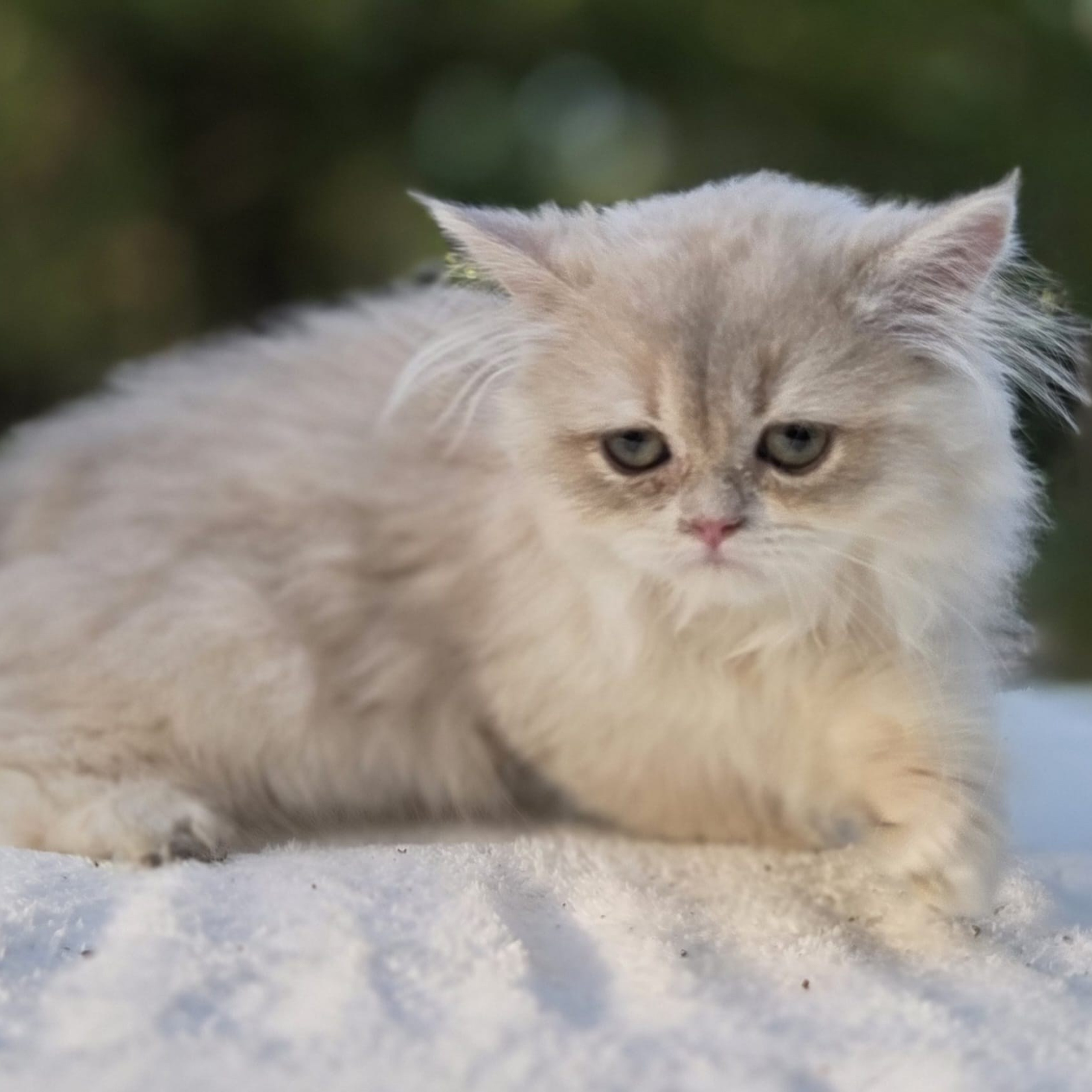 Manya, female, 04.10.2026, $1000
