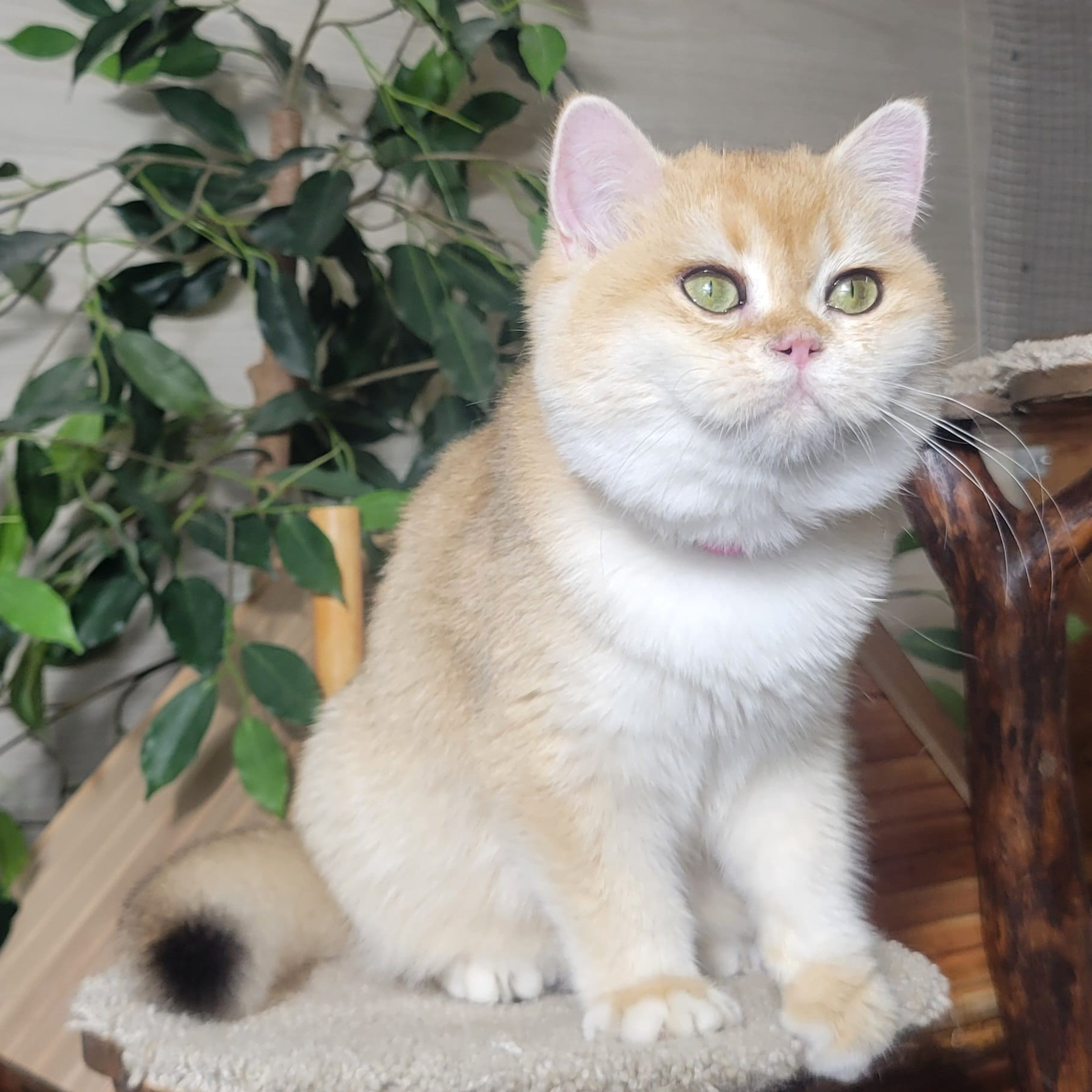 Shoney, female, DB 05.04.24, sold