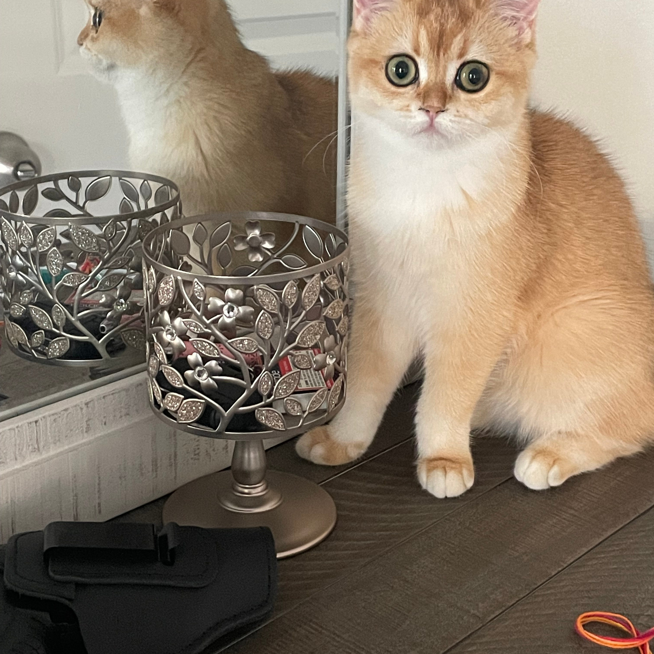 Testimonials. British shorhair Cats