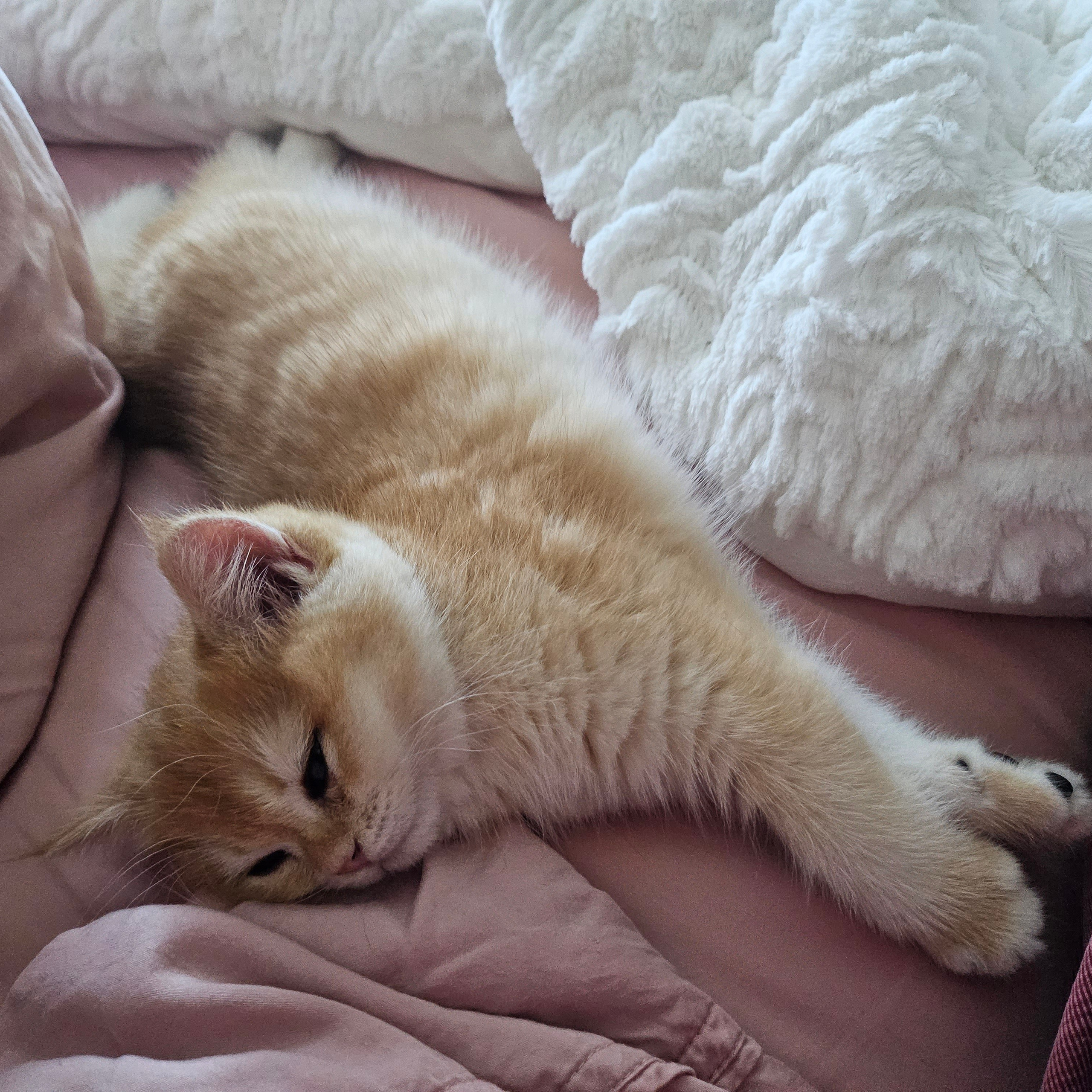 Testimonials. British shorhair Cats