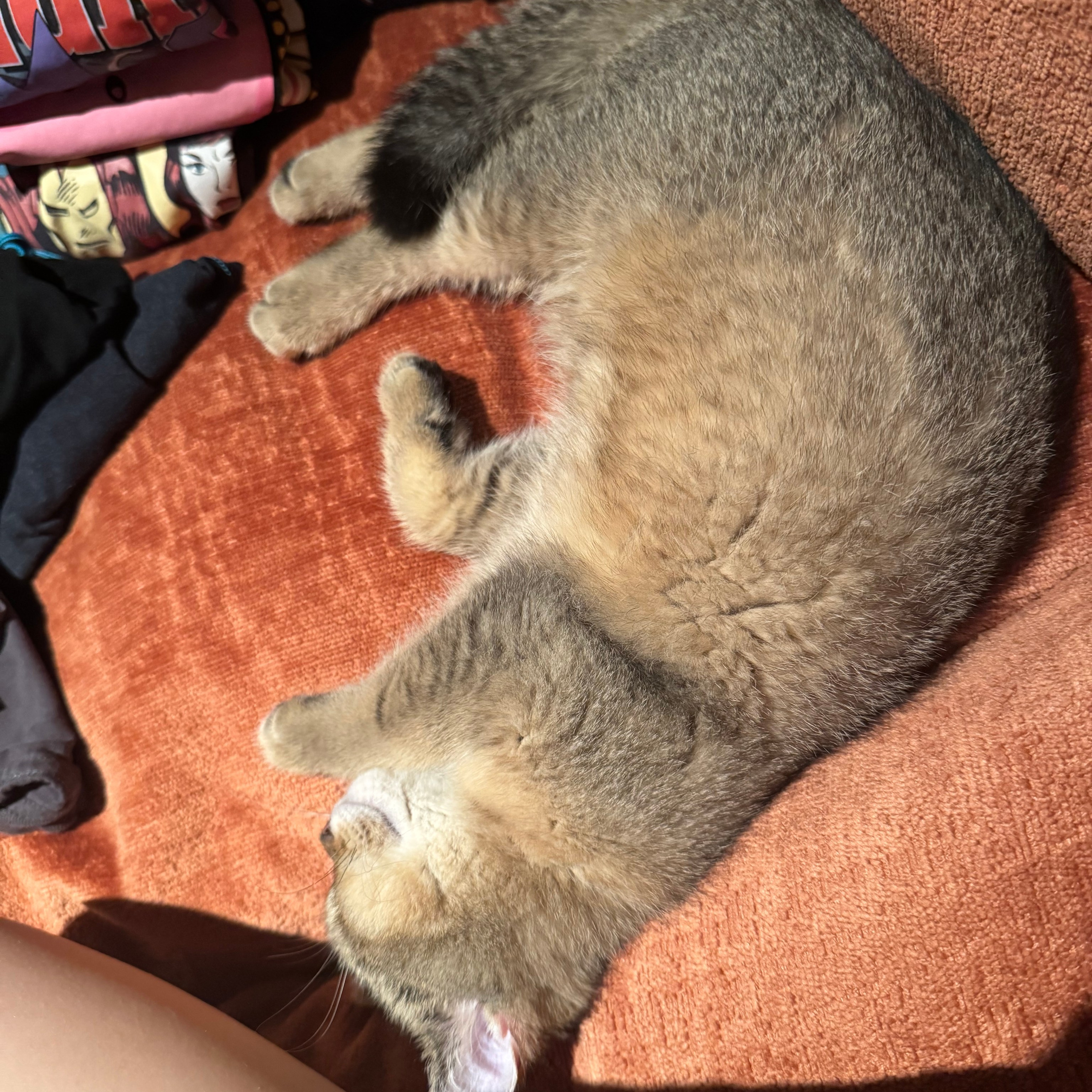 Testimonials. British shorhair Cats