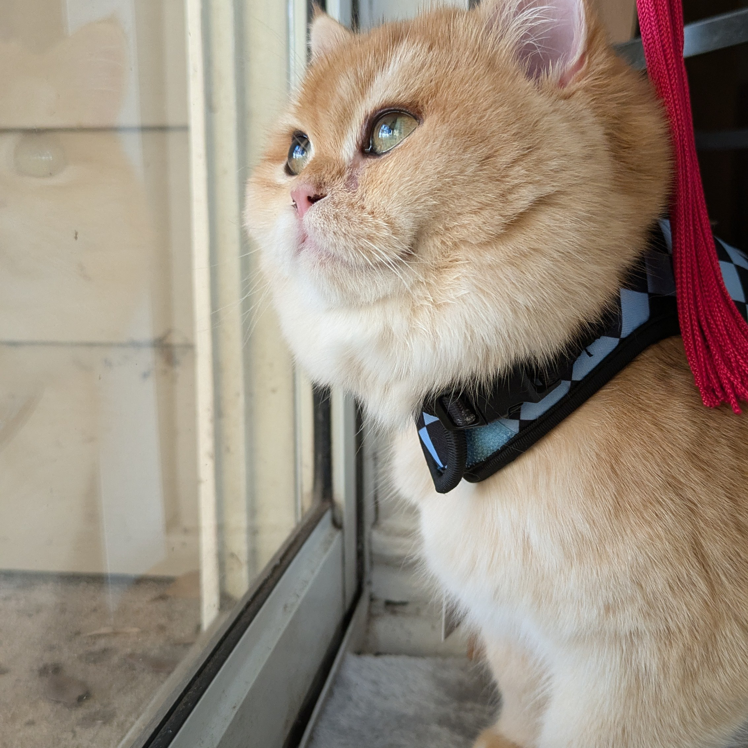 Testimonials. British shorhair Cats