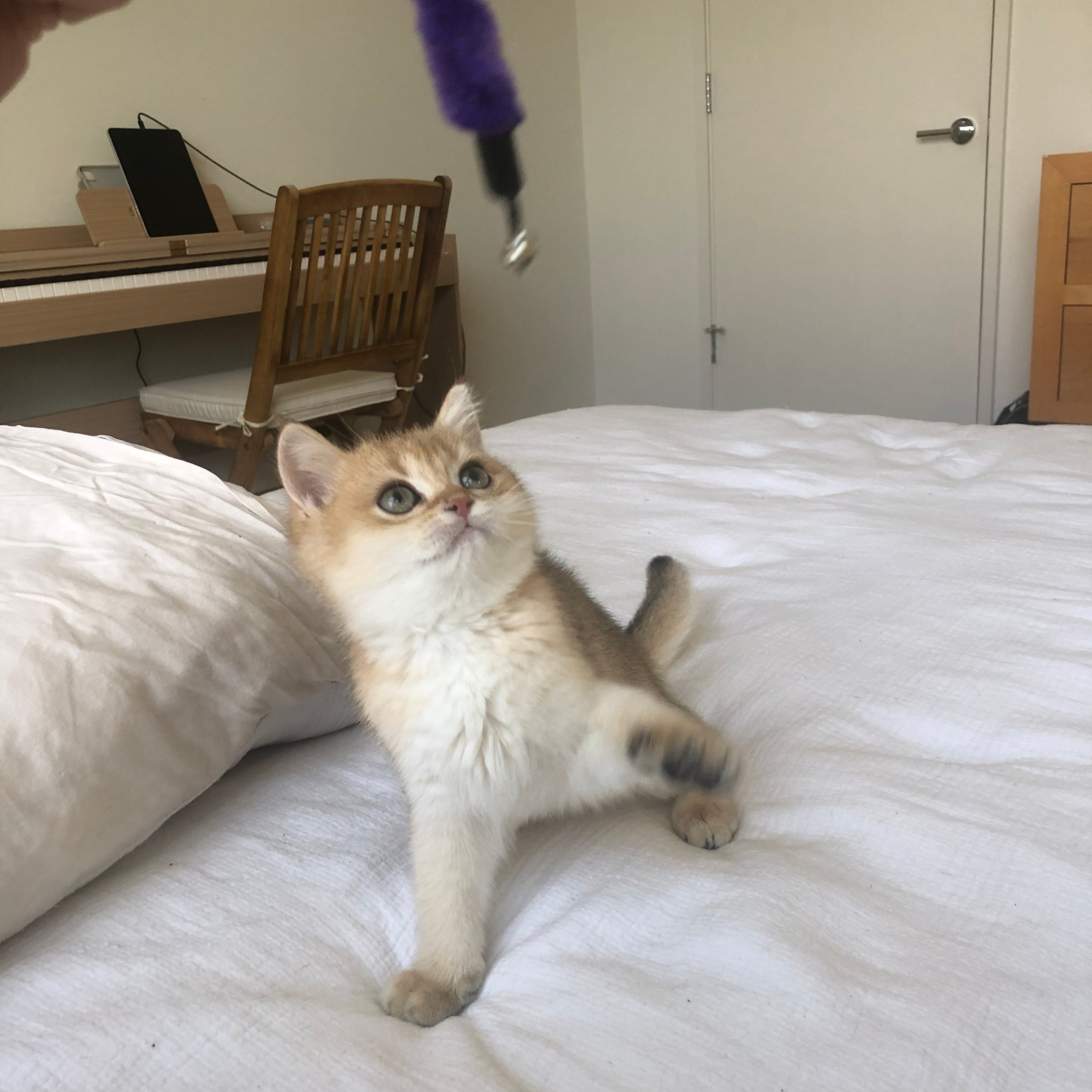 Testimonials. British shorhair Cats