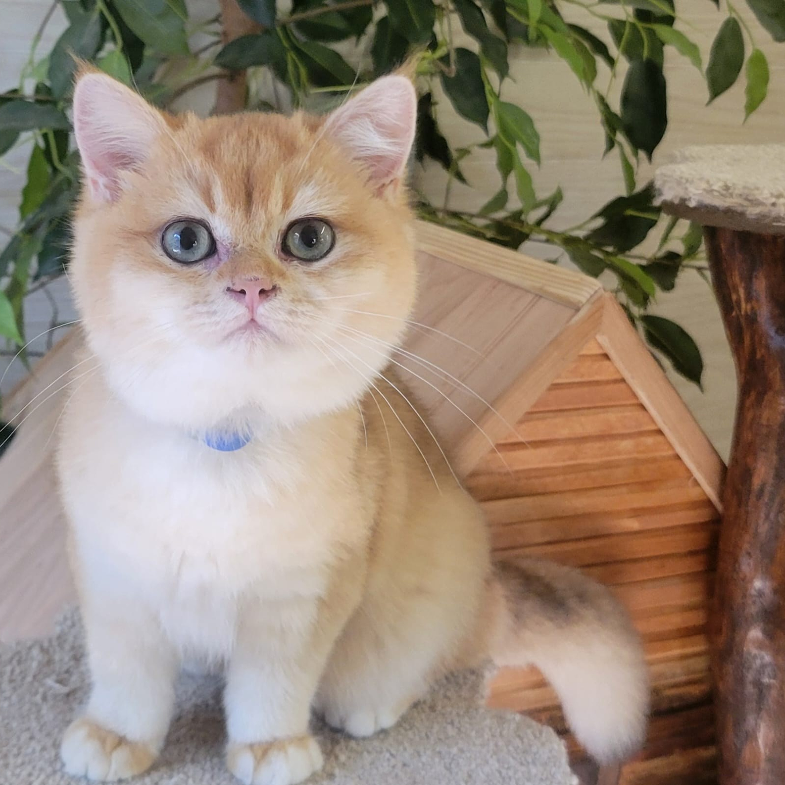 Viky, male, DB-06.14.24,available, Sold