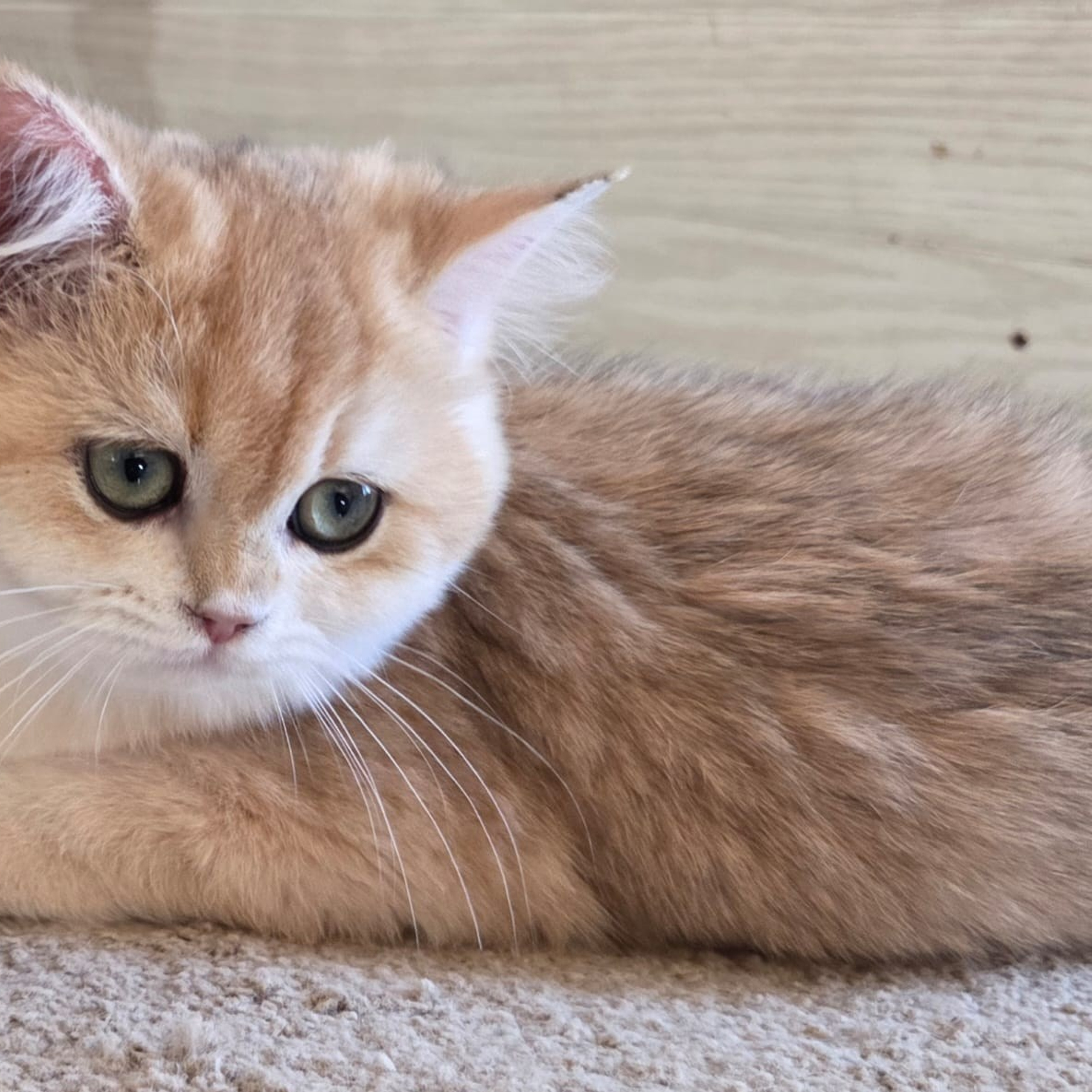 Manya, DB-09.15.25, female, $1400