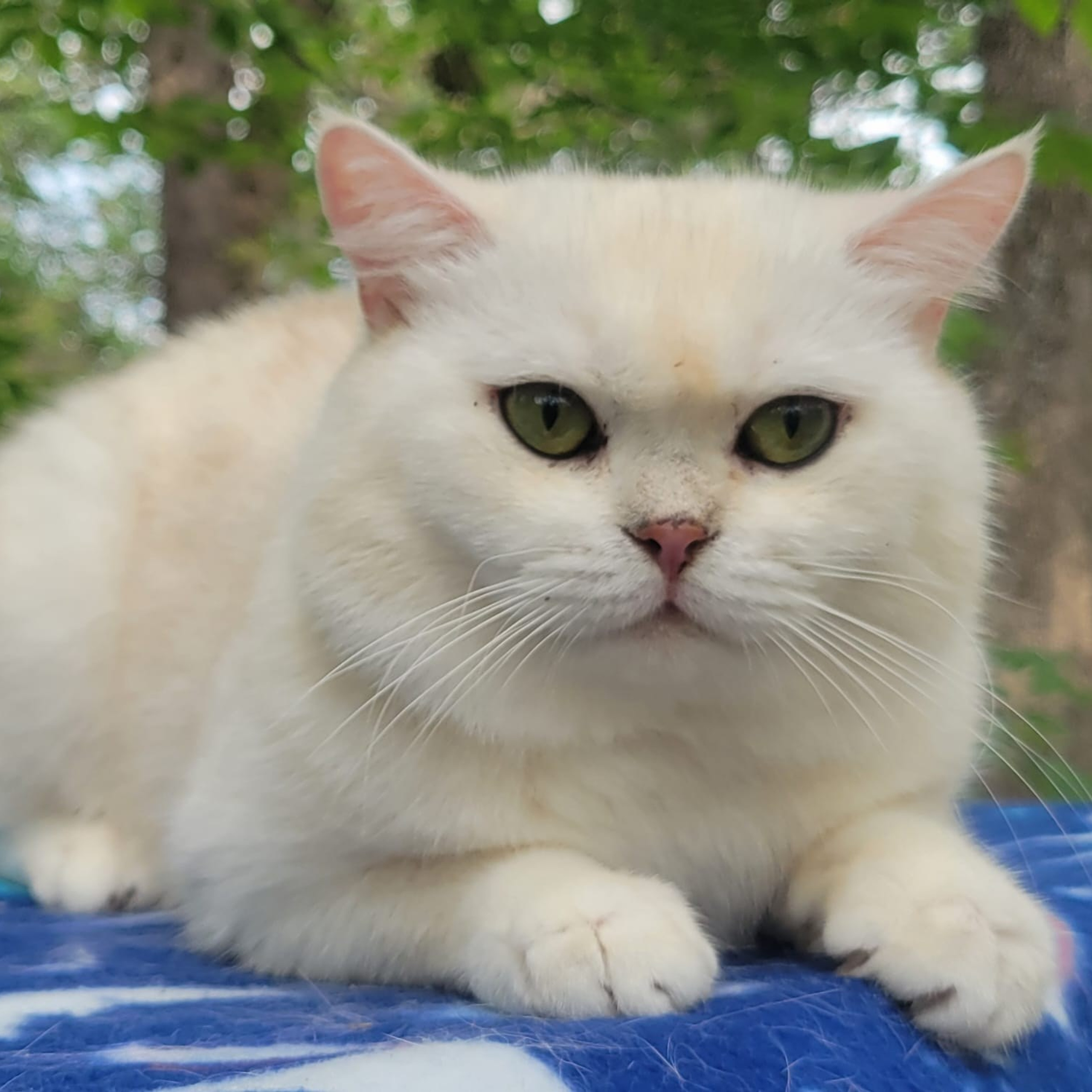 (6) Male, DB: 05.01.23, sold