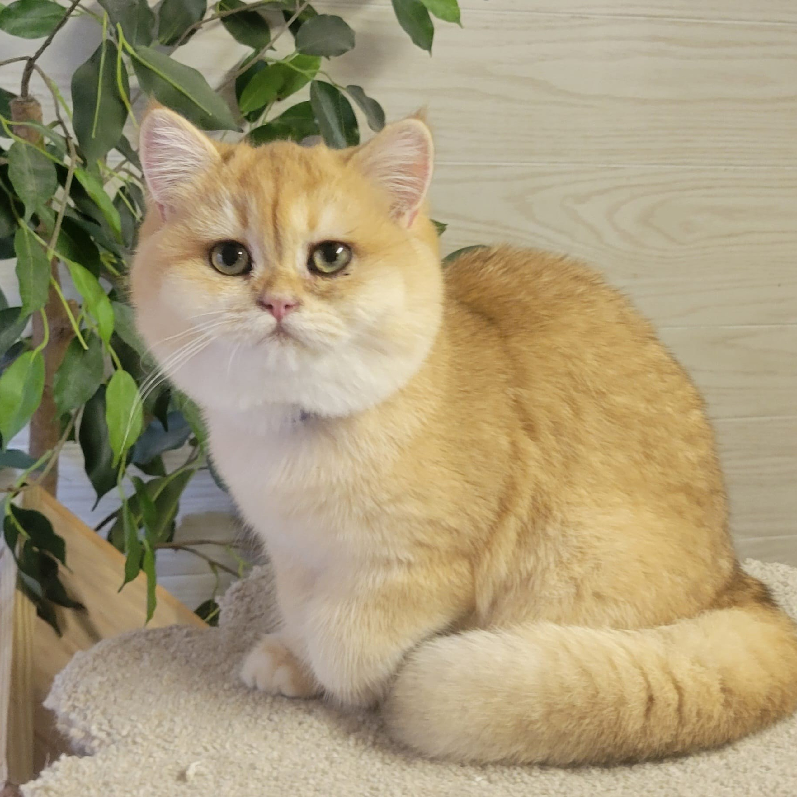 Gulliver, male, DB-06.14.24,sold