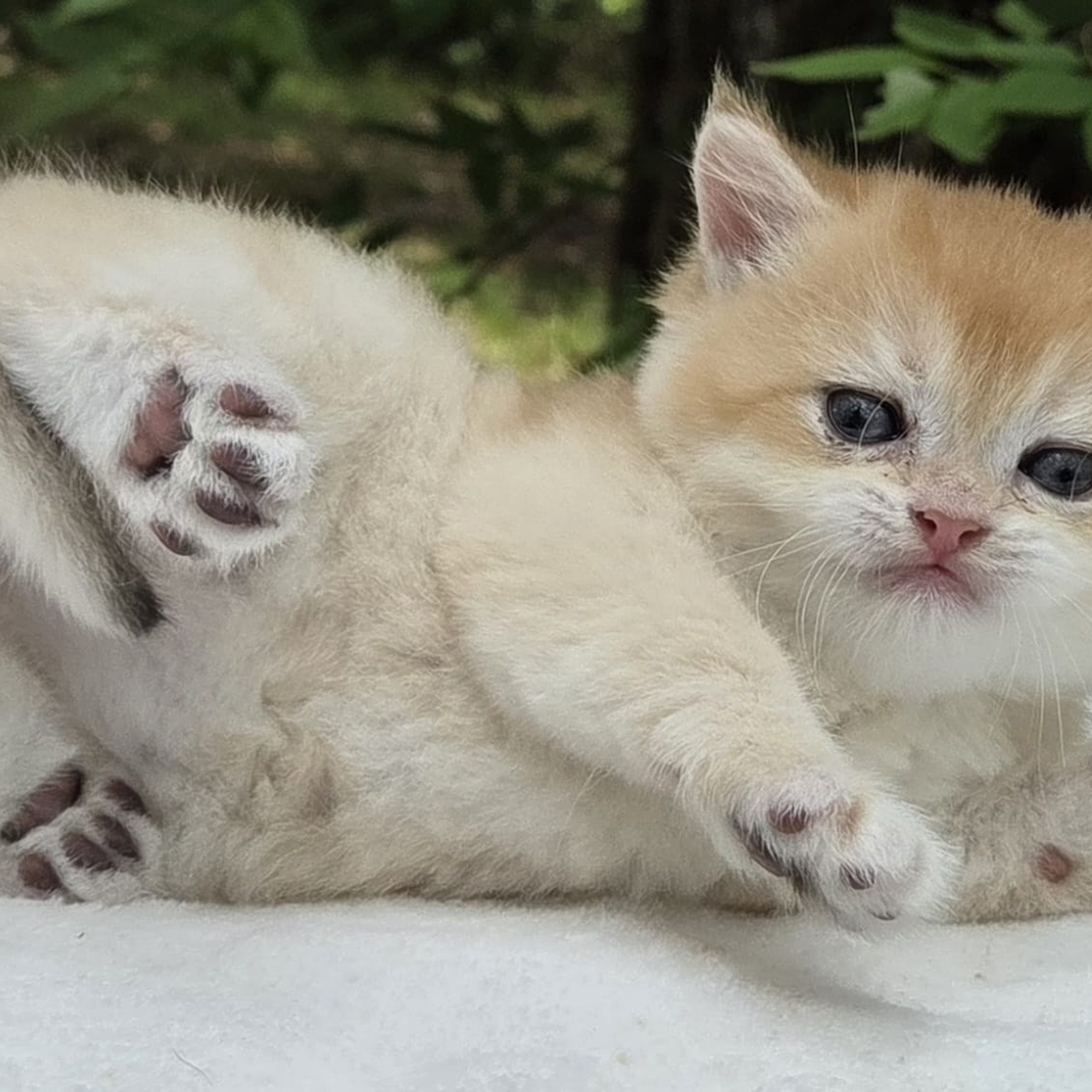 Kira, female, DB- 03.25.26, $1399