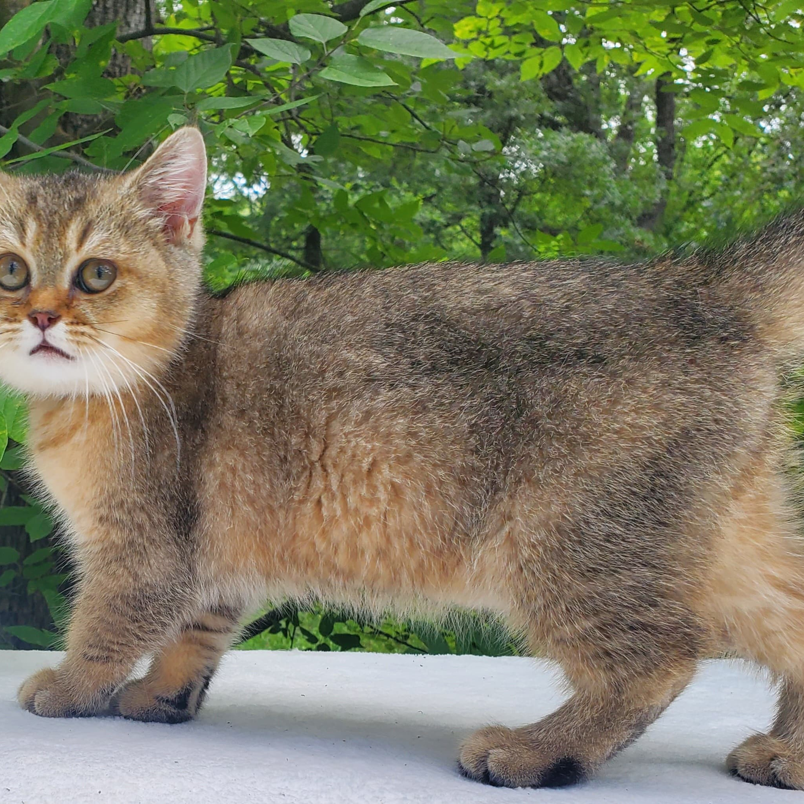 Moli, male, DB-04.07.25, sold