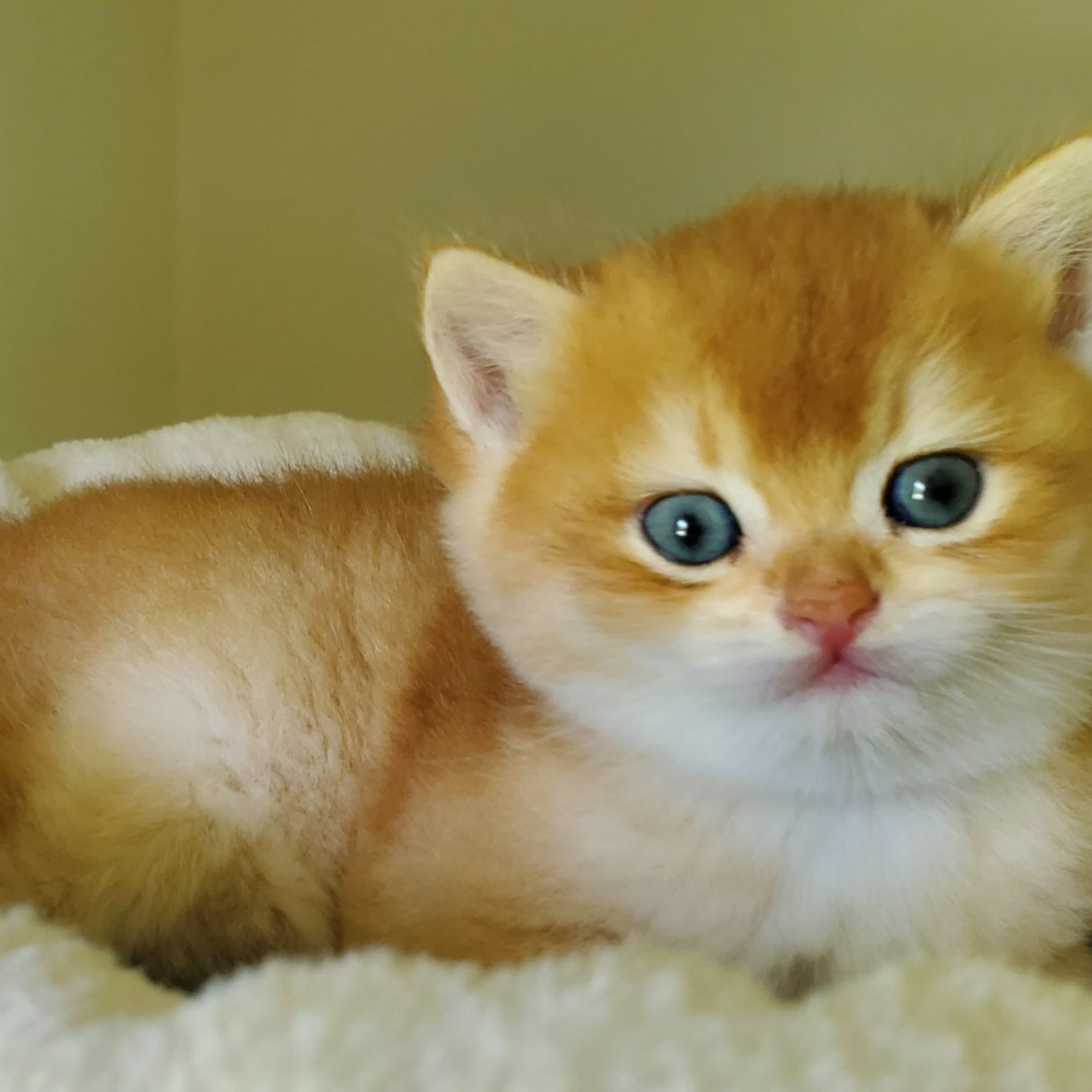 Bari, male, DB-03.23.25, sold