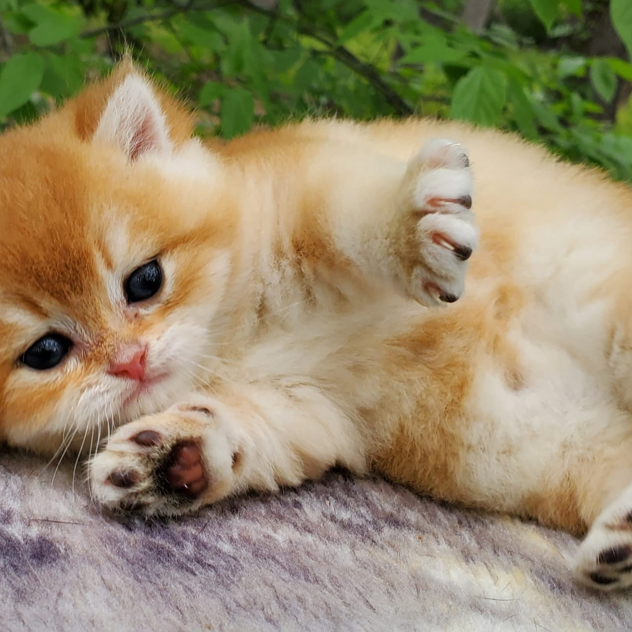 Patisson, male, DB-03.31.25, sold