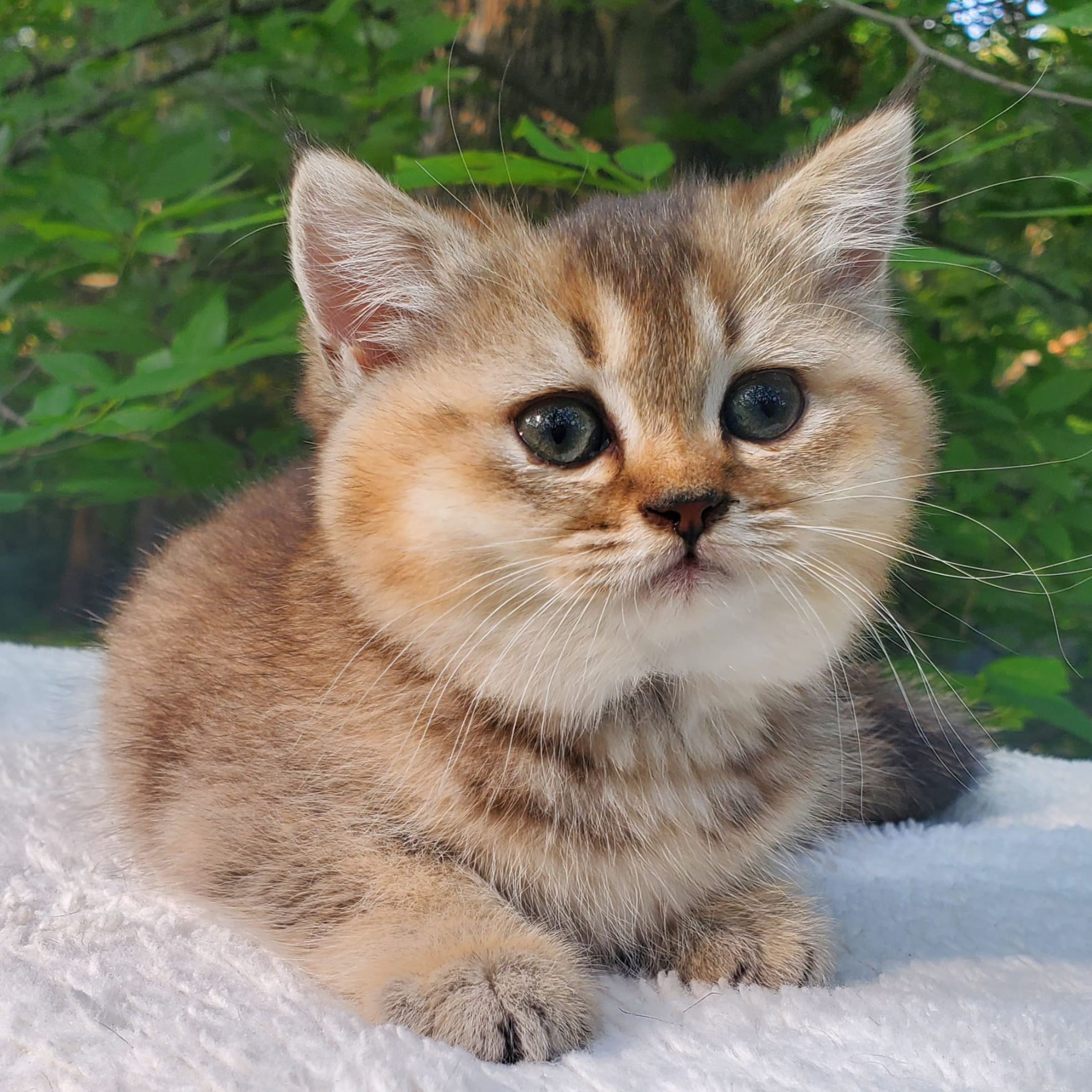 Tina, female, DB-04.07.25, sold