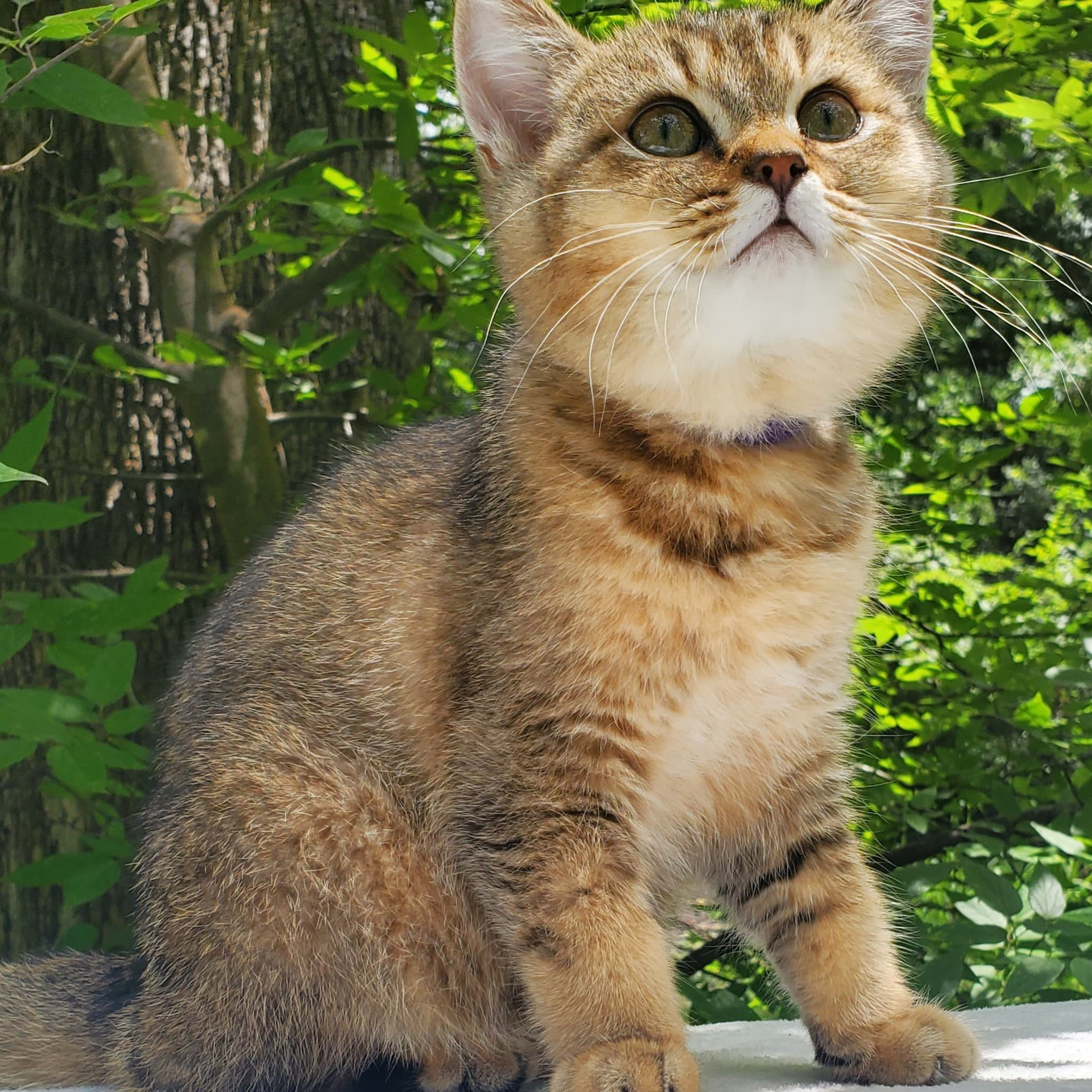 Sammy, male, DB-04.07.25, sold