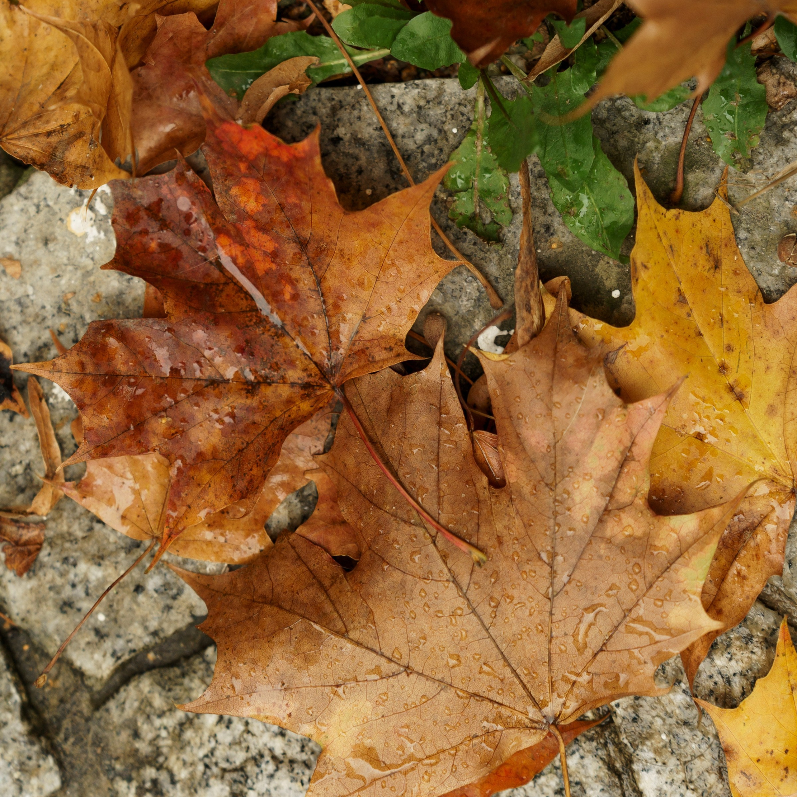 Алена и Максим Усадьба Братцево и отель Savoy. Свадебный фотограф Москва Москвовская область Санкт-Петербург