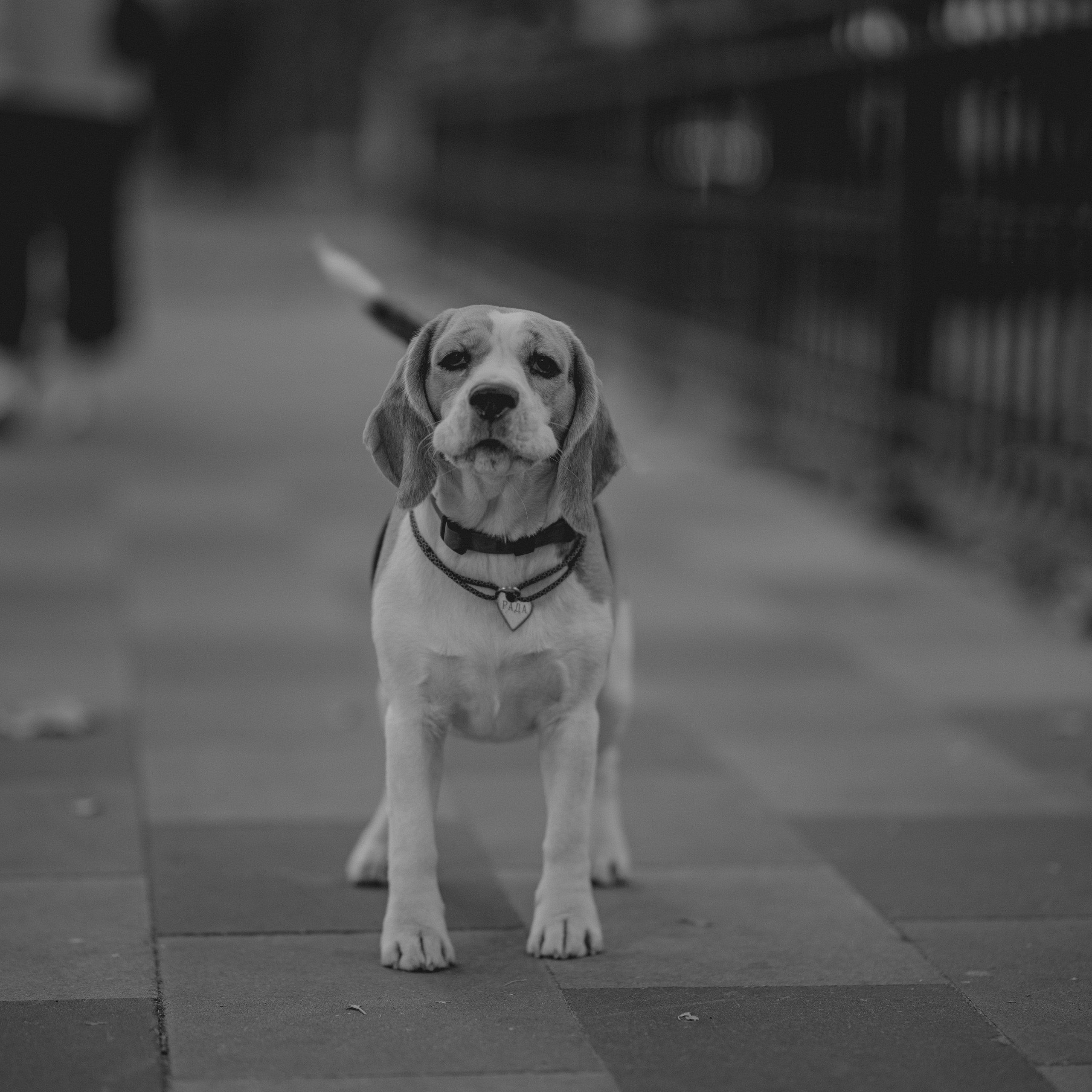 Evening walk, 20/09/2024. Фотограф Денис Болдинов. Москва