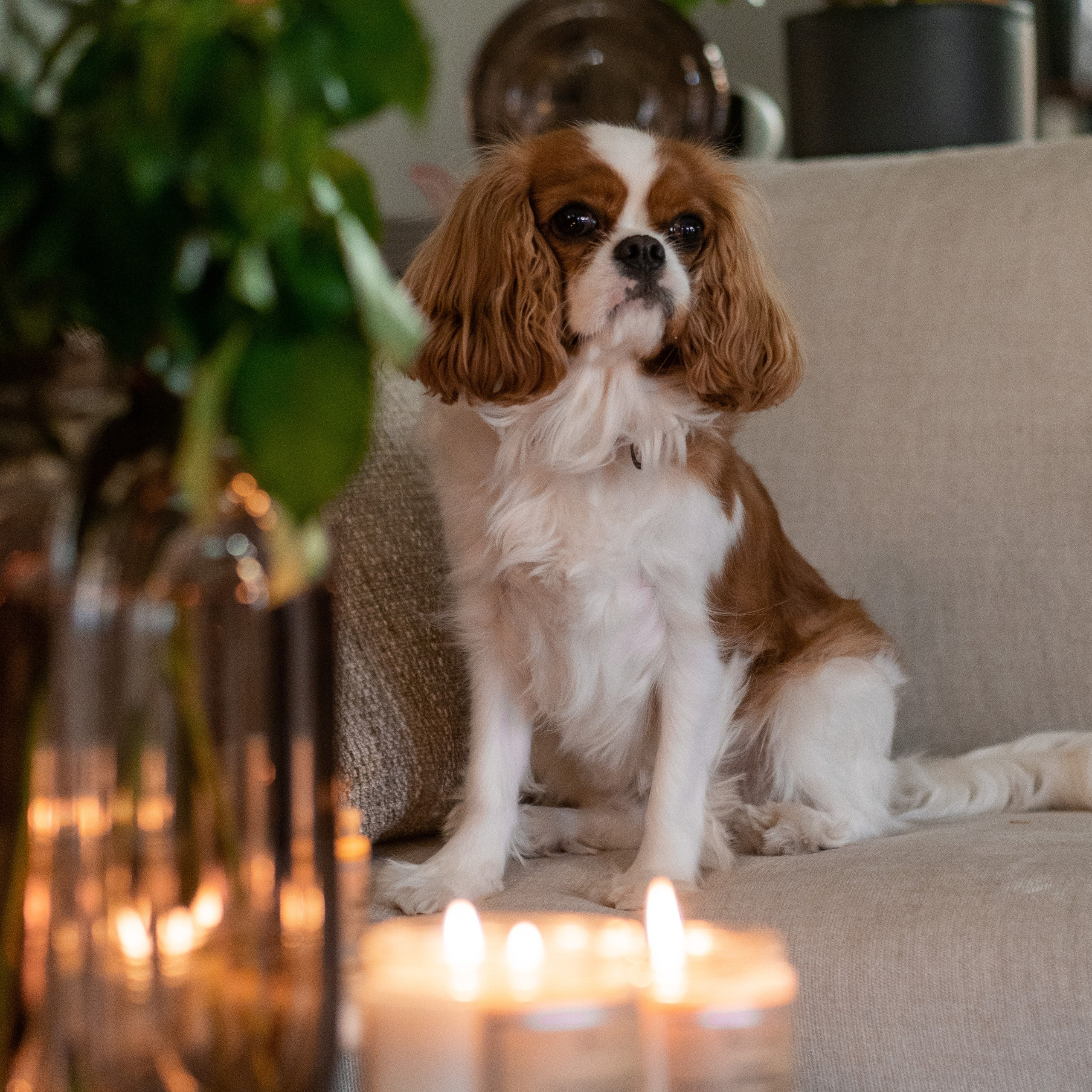 Коллаборация Banka Home x Decoracia