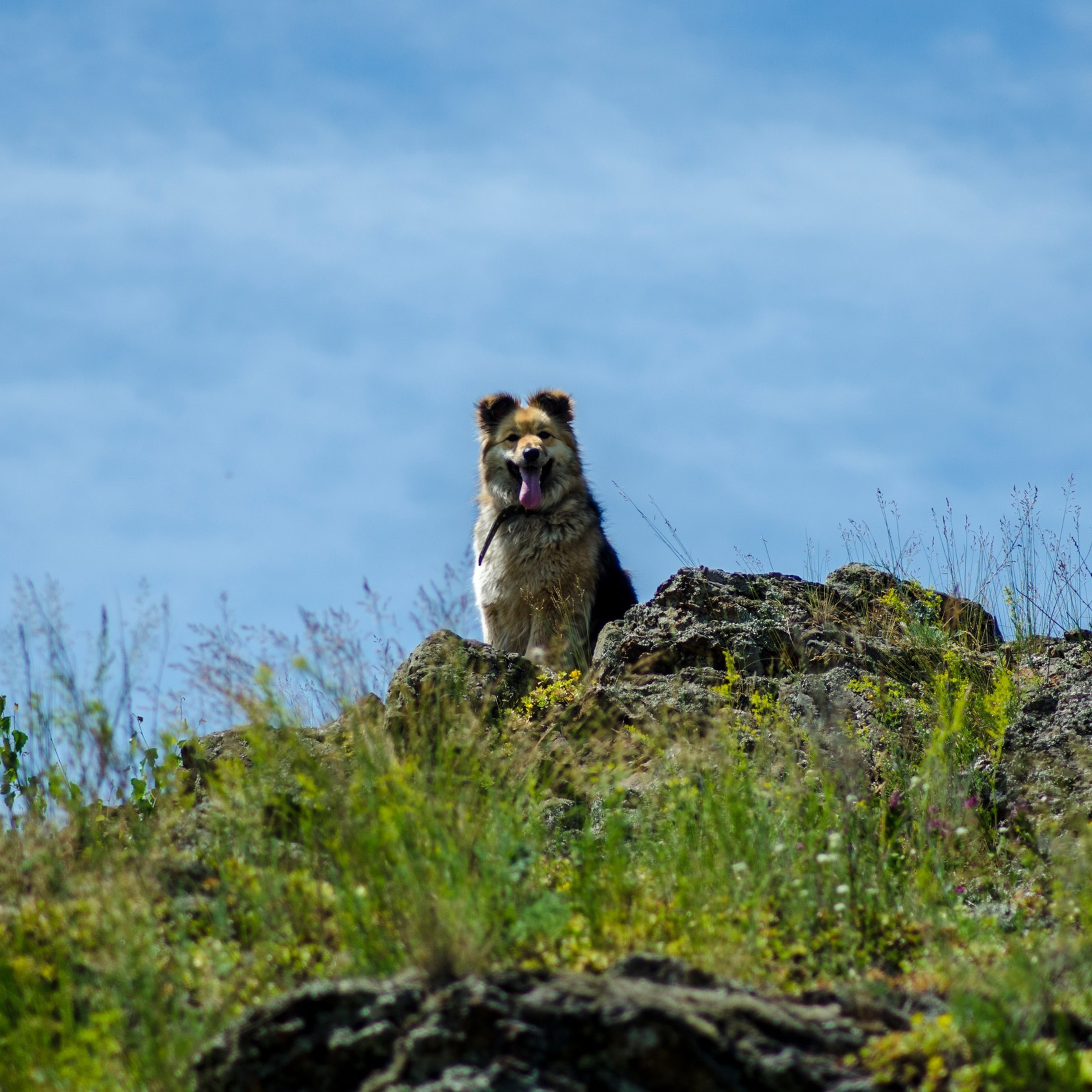 Фотосессии с домашними животными и фотосъёмка животных. Фотограф в Магнитогорске