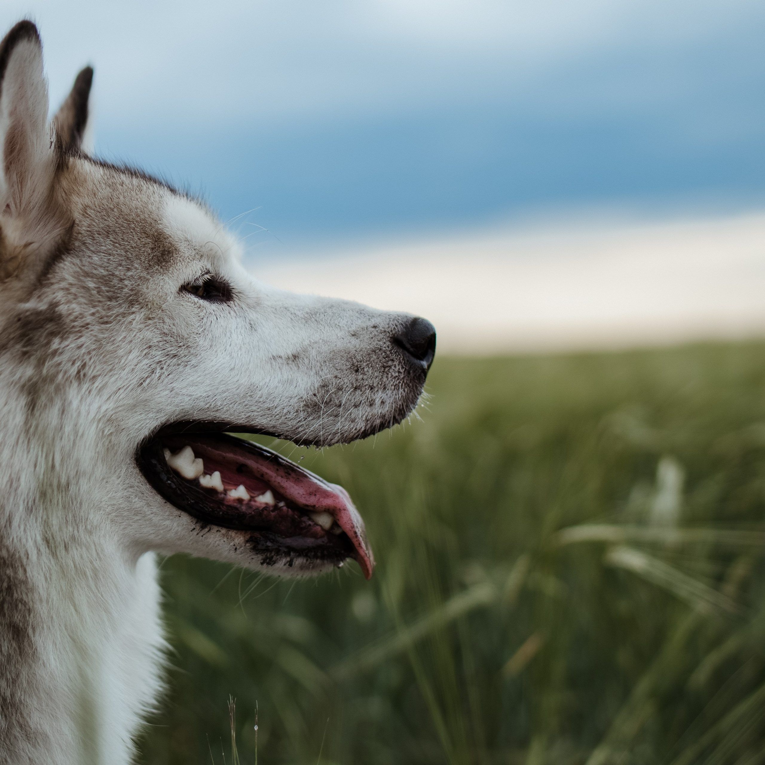 Фотосессии с домашними животными и фотосъёмка животных. Фотограф в Магнитогорске