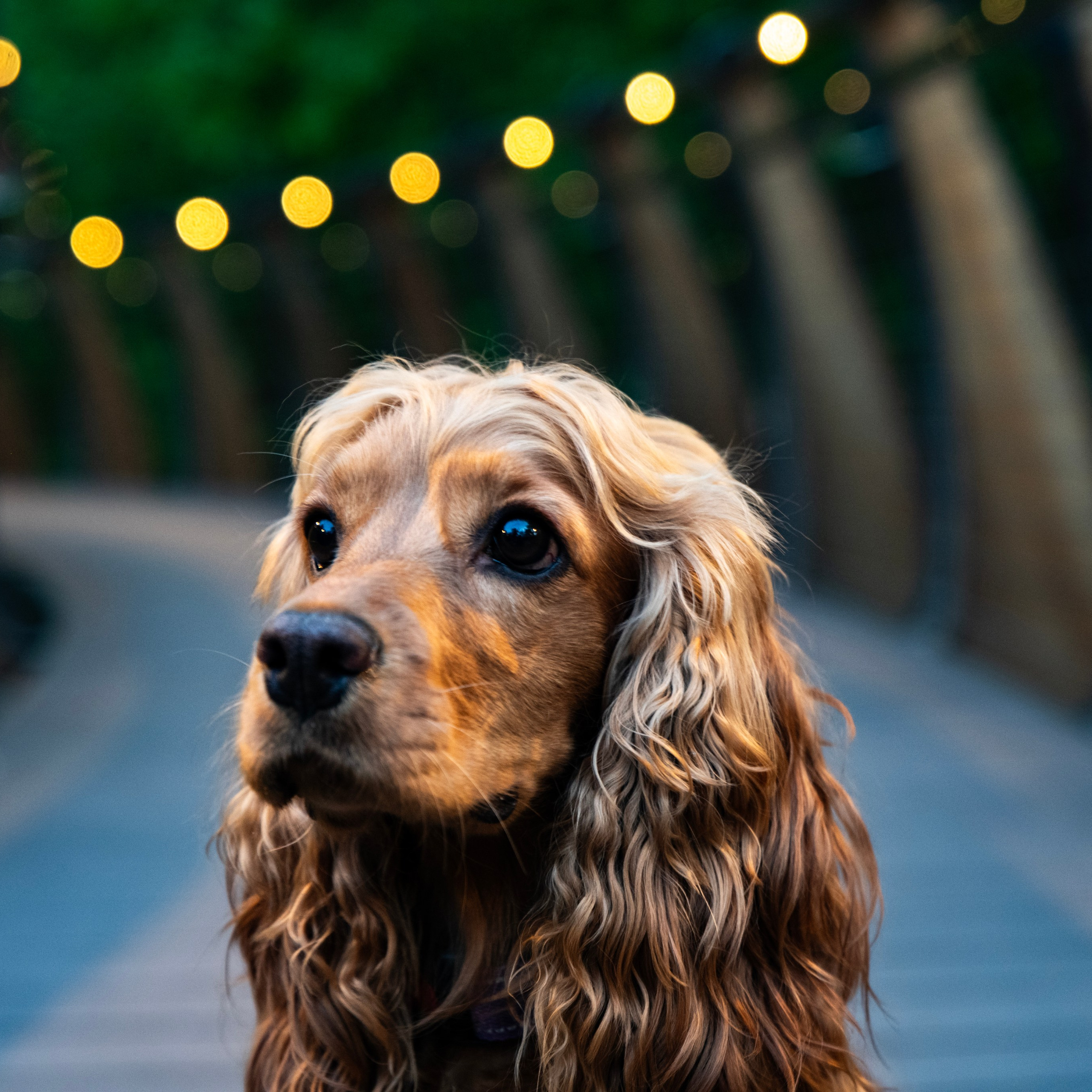 Фотосессии с домашними животными и фотосъёмка животных. Фотограф в Магнитогорске