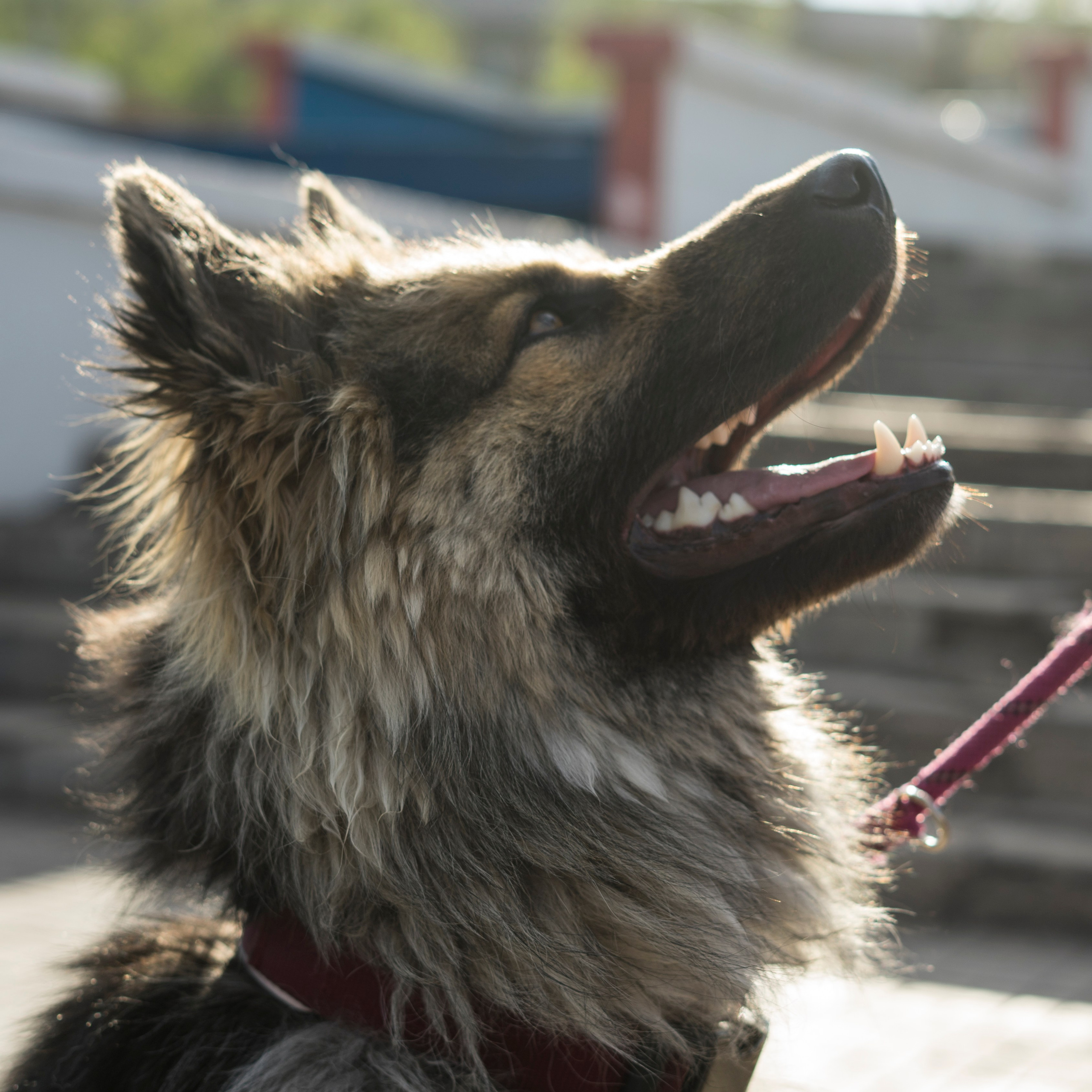 Фотосессии с домашними животными и фотосъёмка животных. Фотограф в Магнитогорске