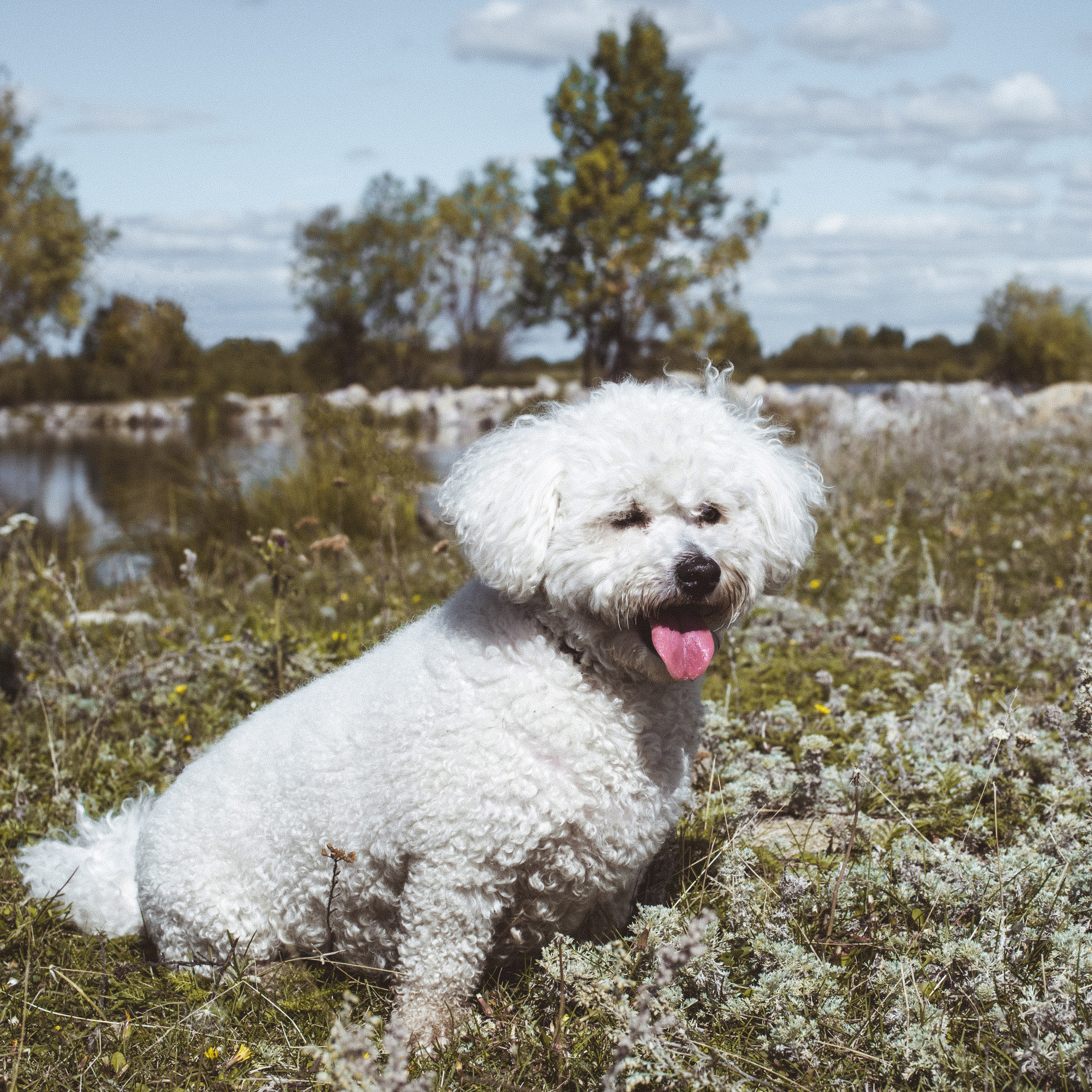 Фотосессии с домашними животными и фотосъёмка животных. Фотограф в Магнитогорске
