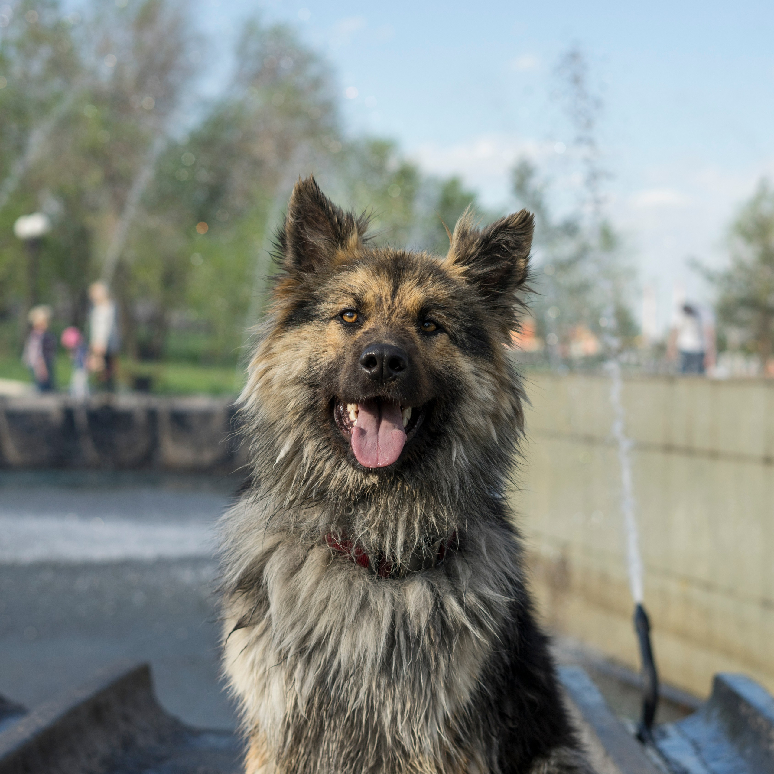 Фотосессии с домашними животными и фотосъёмка животных. Фотограф в Магнитогорске
